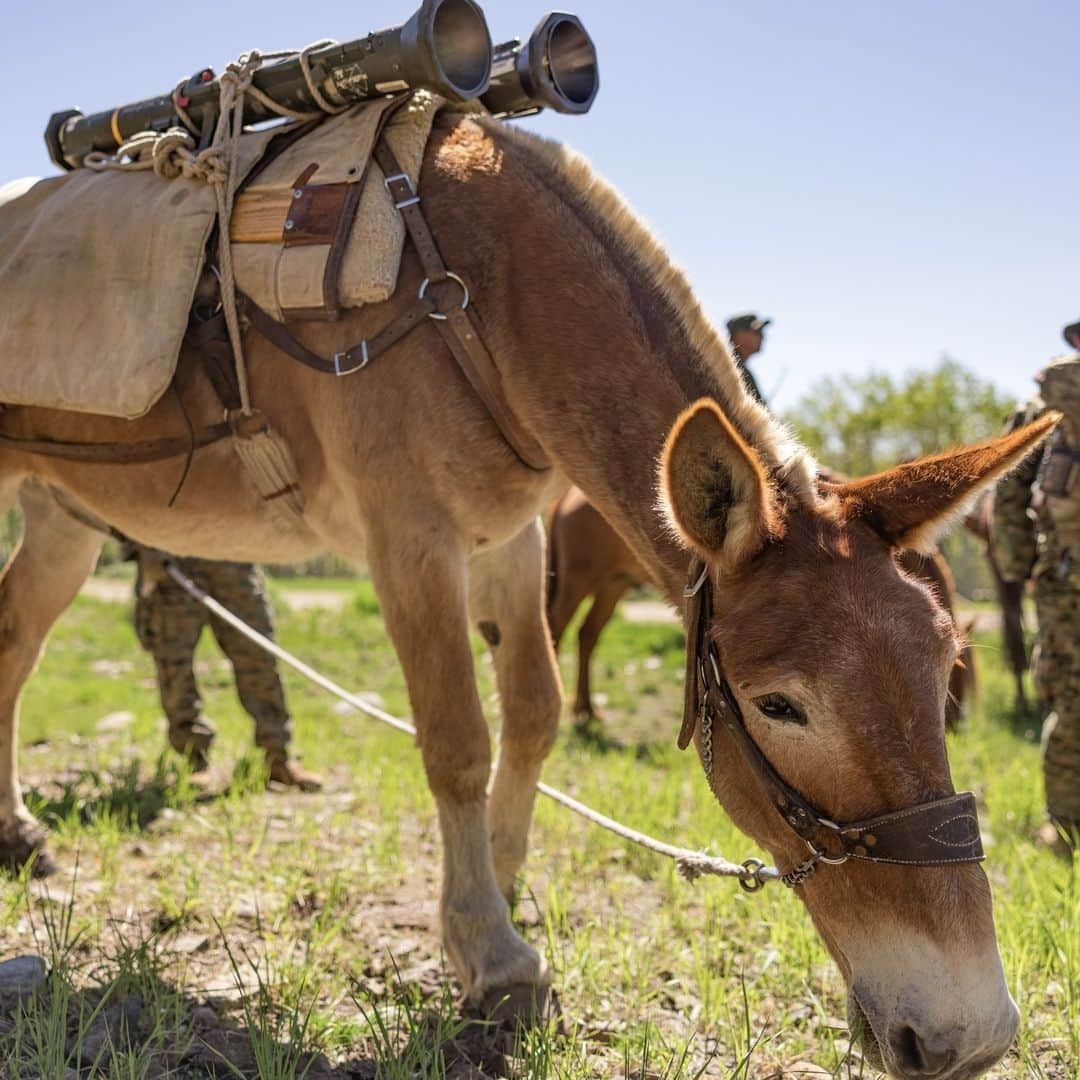 アメリカ海兵隊さんのインスタグラム写真 - (アメリカ海兵隊Instagram)「All-Terrain Vehicles 🐴   📍 Marine Corps Mountain Warfare Training Center, Bridgeport, California (June 18, 2023)  #Marines learn to ride horses, pack mules, and lead animals during Animal Packers Course 23-1.  Animal Packers Course teaches personnel to load and maintain pack animals for military applications in difficult terrain with mission-essential gear.   📷 (U.S. Marine Corps photo by Lance Cpl. Justin J. Marty)  #USMC #SemperFi」7月7日 2時42分 - marines