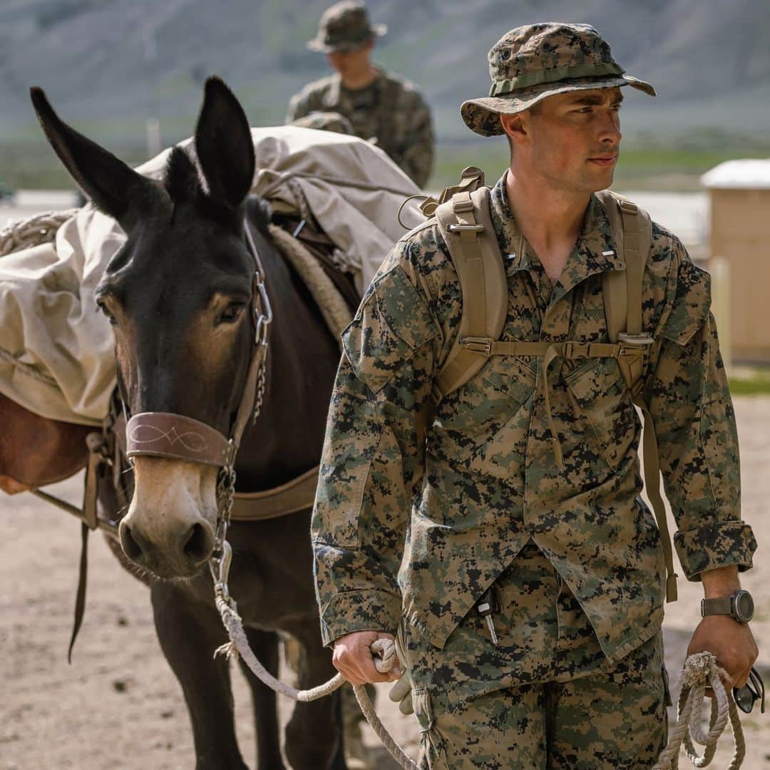 のインスタグラム：「All-Terrain Vehicles 🐴   📍 Marine Corps Mountain Warfare Training Center, Bridgeport, California (June 18, 2023)  #Marines learn to ride horses, pack mules, and lead animals during Animal Packers Course 23-1.  Animal Packers Course teaches personnel to load and maintain pack animals for military applications in difficult terrain with mission-essential gear.   📷 (U.S. Marine Corps photo by Lance Cpl. Justin J. Marty)  #USMC #SemperFi」