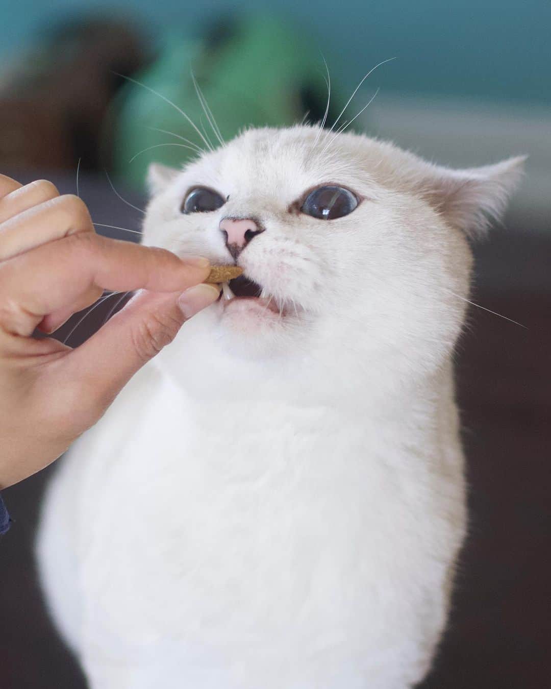 ミスター・ホワイトのインスタグラム：「Snacks, naps, and probably more snacks! It’s a good day! ☕️😸   #cats #cat #catsofinstagram #love #coffee #coffeecat #iloafyou」