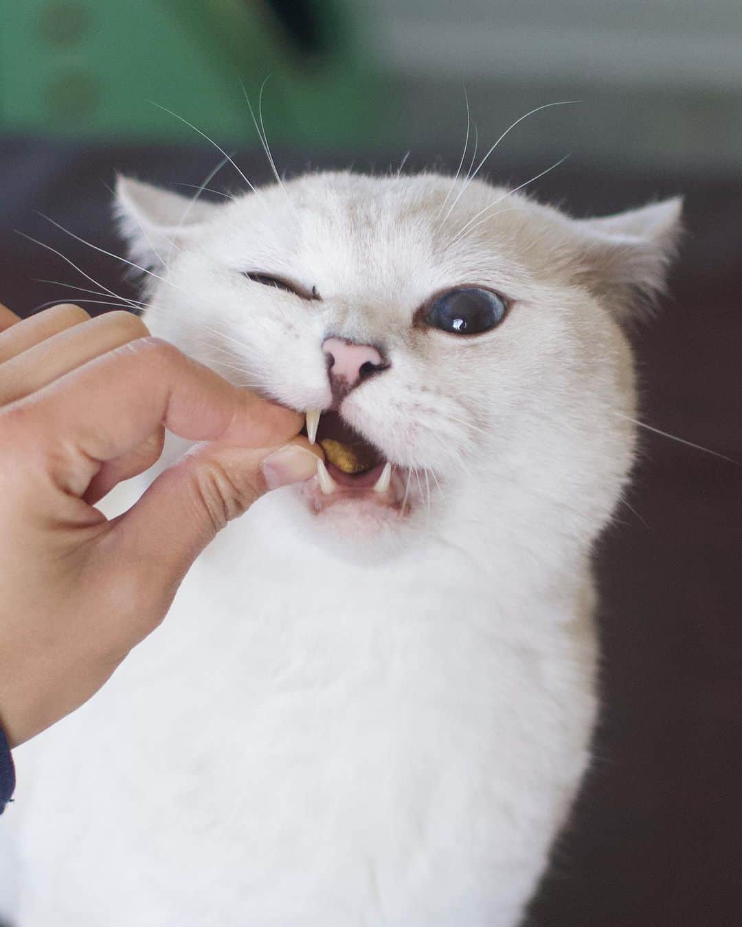 ミスター・ホワイトさんのインスタグラム写真 - (ミスター・ホワイトInstagram)「Snacks, naps, and probably more snacks! It’s a good day! ☕️😸   #cats #cat #catsofinstagram #love #coffee #coffeecat #iloafyou」7月7日 2時49分 - white_coffee_cat