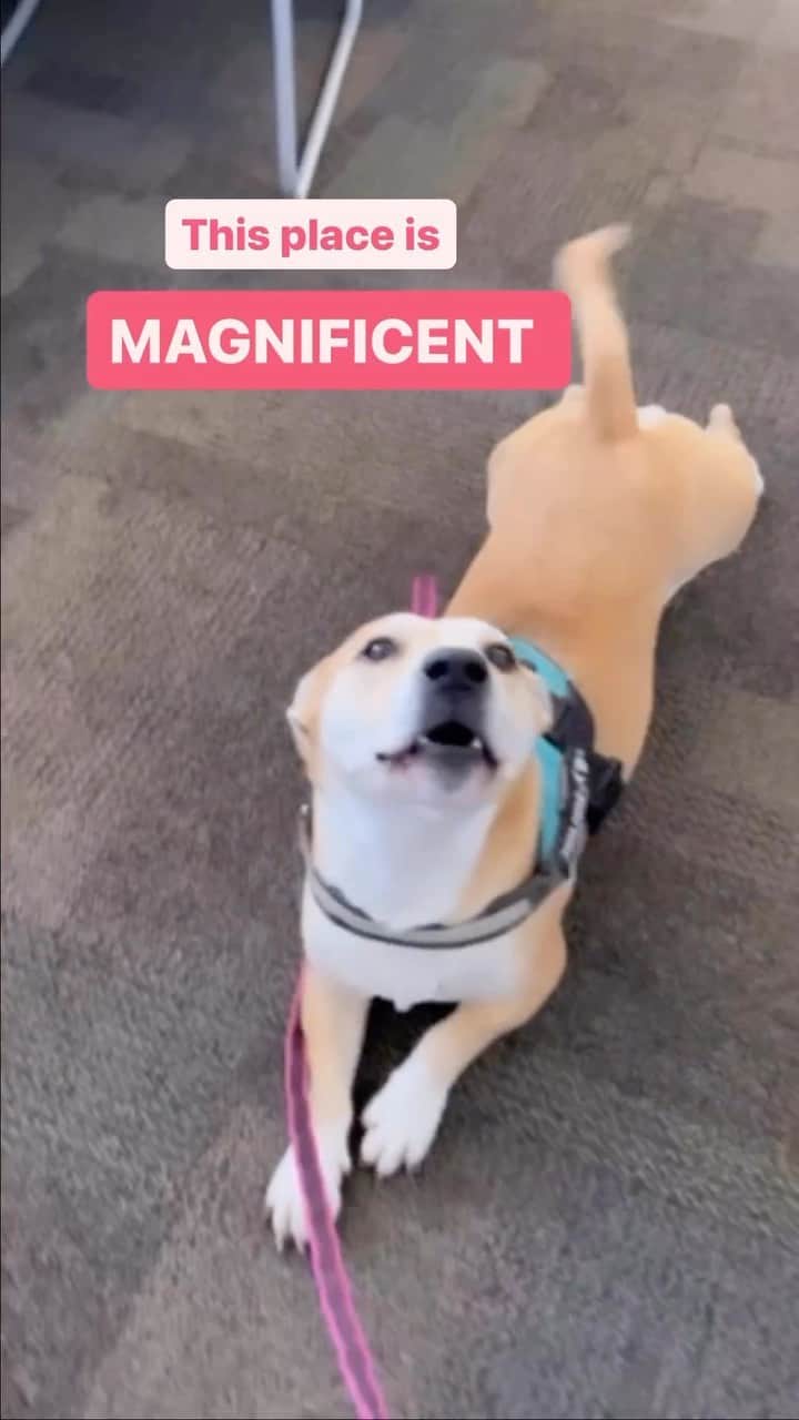 DogsOf Instagramのインスタグラム：「Office dog morale over at @westpawus is higher than ever 📈 Toys designed for durability and enrichment, and, of course, dog approved! Head to @westpawus to check out their full collection 😎 Who else wants to work here?!  . . . #officedog #dogapproved #coworkerdog #dogsofinstagram #officedogs #westpaw #westpawus」