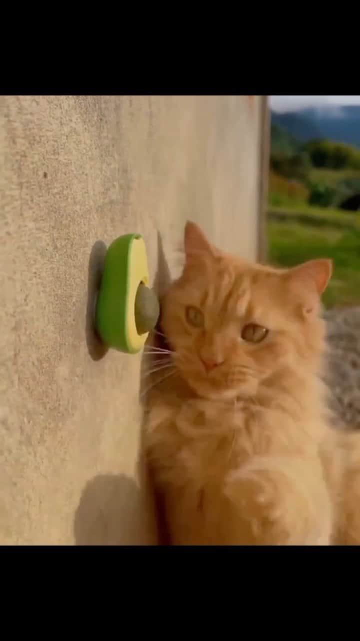 Cute Pets Dogs Catsのインスタグラム：「These avocado-inspired toys are awesome! 😍  Only today 36% off 🎉  Link in our Bio @kittens_of_world  You can find all additional information on our 9Lives store.」
