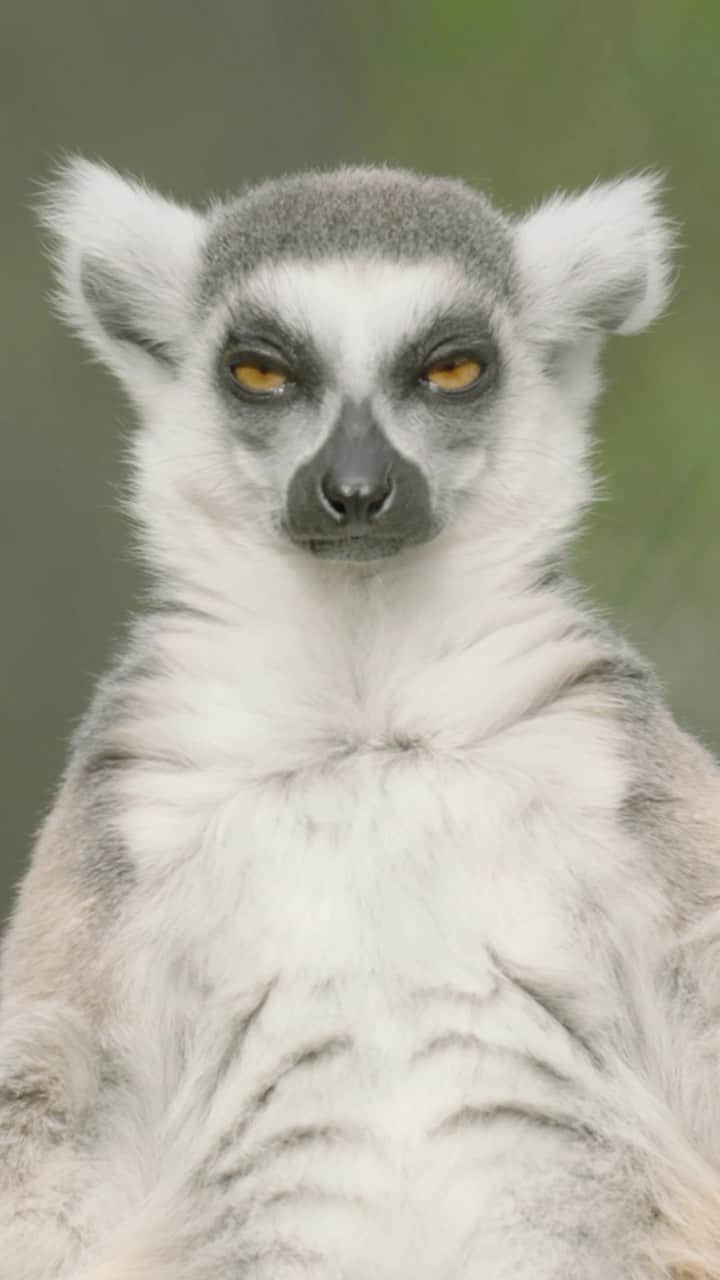 San Diego Zooのインスタグラム：「Me 5 minutes into the movie I promised to stay awake for 😴  #Relatable #Sleepy #Lemur #SanDiegoZoo」