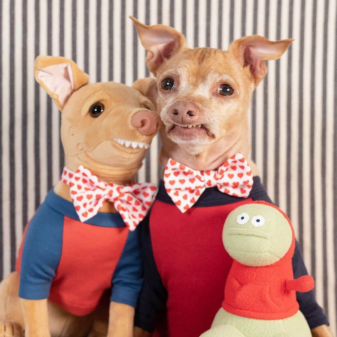 Tuna {breed:chiweenie} のインスタグラム：「These two studs (minus the stud of all studs, Tuna), the 2023 calendar, and personalised Cameo videos, are on sale FOR ONE WEEK, from now until July 13th to celebrate Tuna turning 13 at the end of the month. After that, no Tuna product will be available until the holiday season resumes. #christmasinjuly」