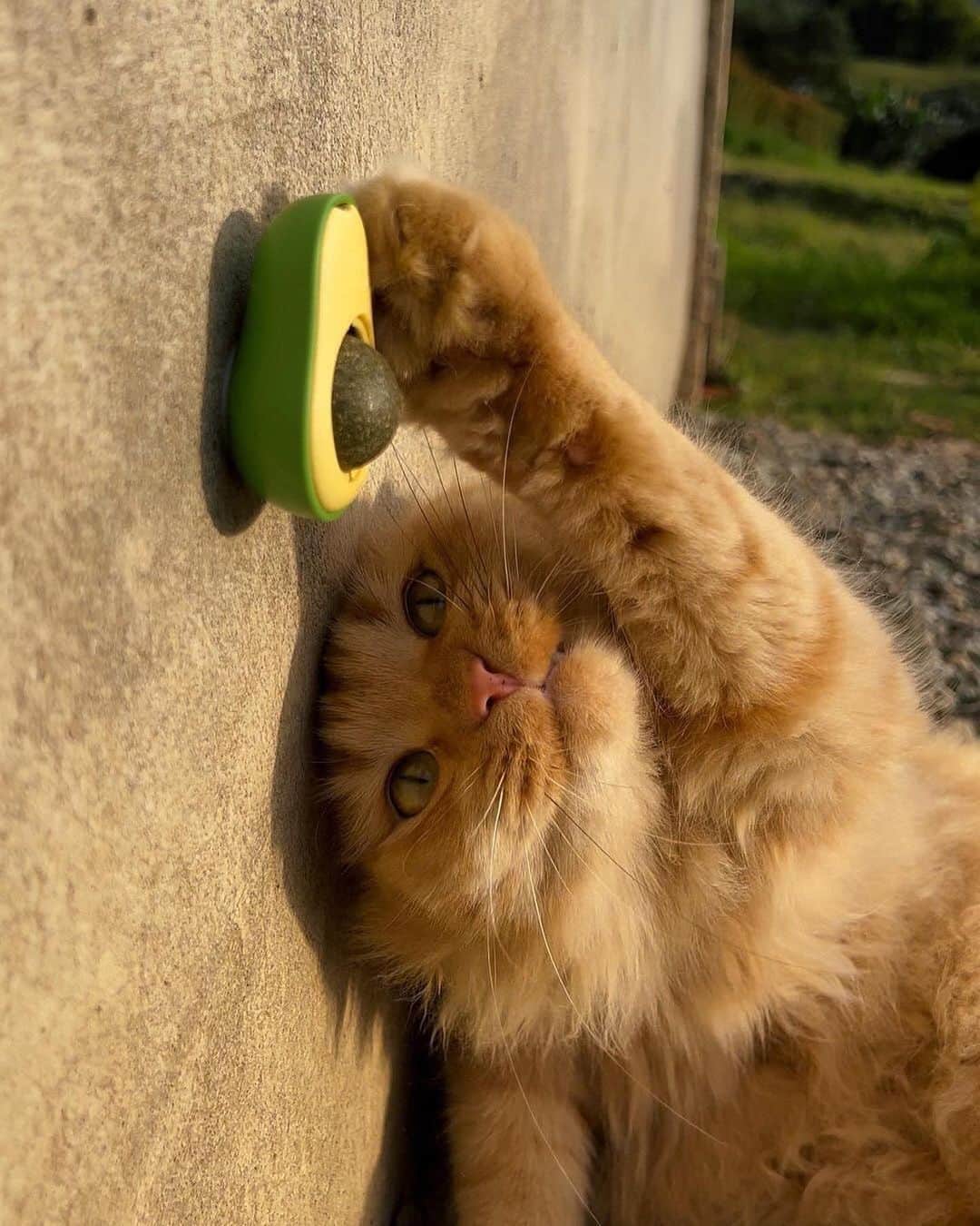 Cute Pets Dogs Catsさんのインスタグラム写真 - (Cute Pets Dogs CatsInstagram)「These avocado-inspired toys will provide endless entertainment and excitement, keeping your furry friend entertained and engaged for hours on end.  Only today 36% off 🎉  Link in our Bio @dailycatclub   You can find all additional information on our 9Lives store.  #catsofinstagram #catlover #catlovers #gato #catsagram #caturday #cats_of_world #catsofworld #catselfie #catsdaily #catnip」7月7日 6時54分 - dailycatclub