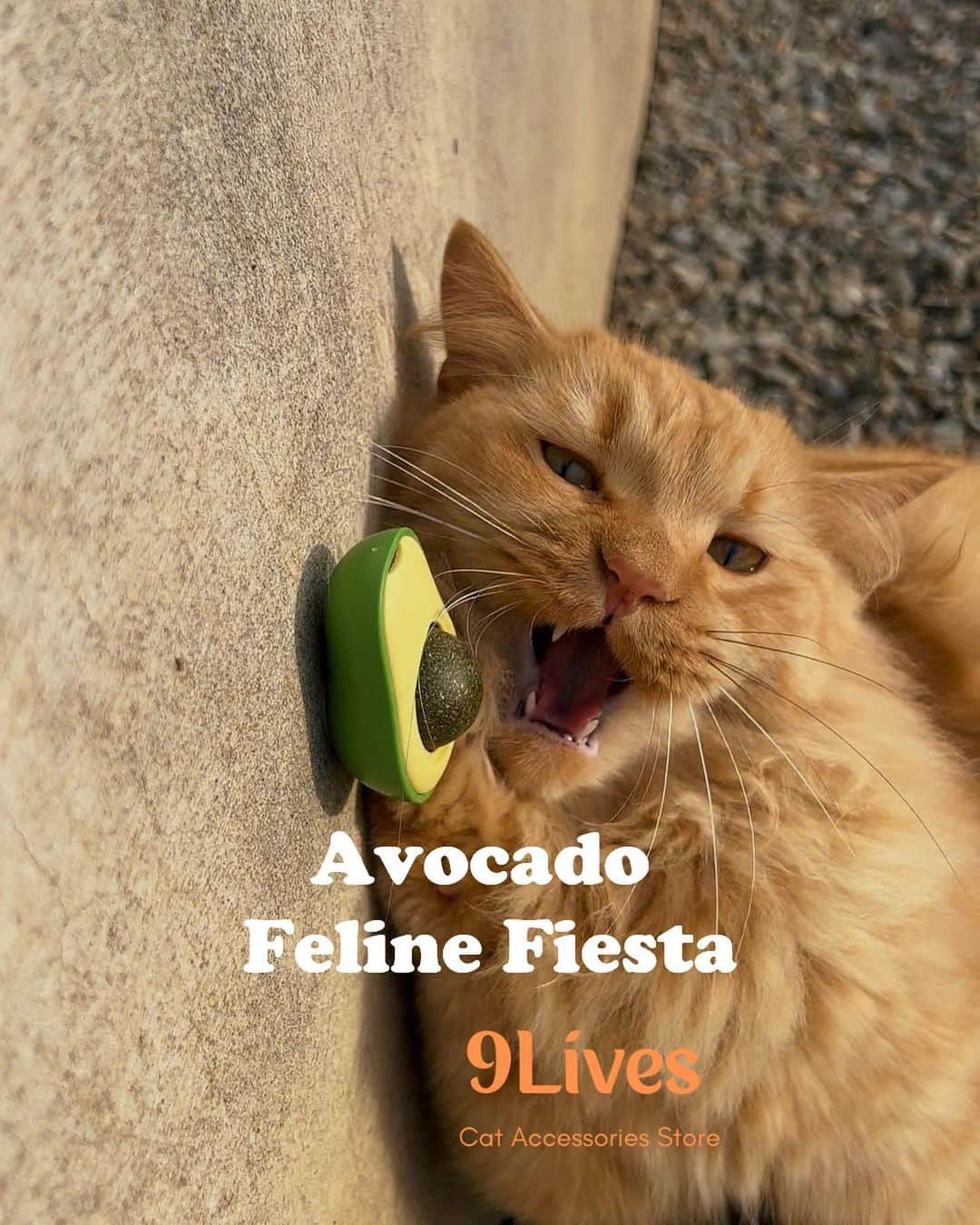 Cute Pets Dogs Catsさんのインスタグラム写真 - (Cute Pets Dogs CatsInstagram)「These avocado-inspired toys will provide endless entertainment and excitement, keeping your furry friend entertained and engaged for hours on end.  Only today 36% off 🎉  Link in our Bio @dailycatclub   You can find all additional information on our 9Lives store.  #catsofinstagram #catlover #catlovers #gato #catsagram #caturday #cats_of_world #catsofworld #catselfie #catsdaily #catnip」7月7日 6時54分 - dailycatclub