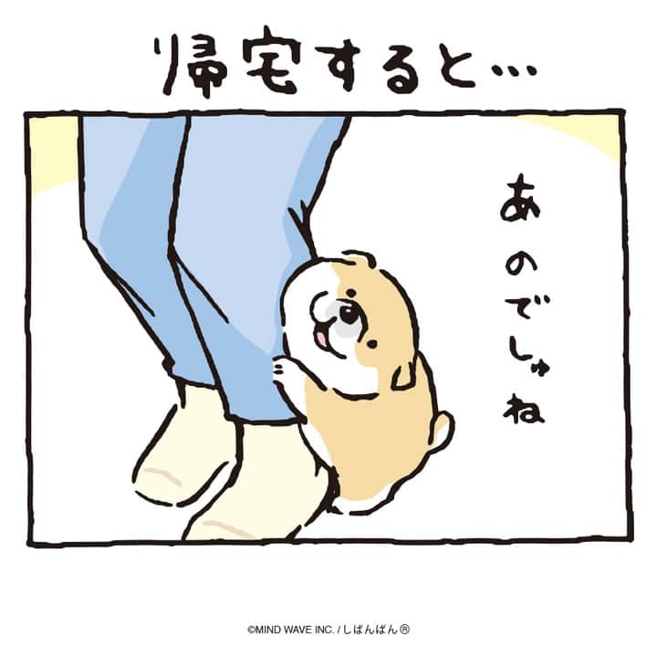 オオゴシヤステルのインスタグラム：「🟠第206話🟠  帰宅すると…  【過去マンガはこちら】 👉 #しばんばんまんが  #今日のしばんばん #しばんばん #shibanban #むちころばんばん #muchicorobanban #微笑柴犬 #マインドウェイブ #mindwave #オオゴシヤステル #柴犬 #しばいぬ #shibainu」