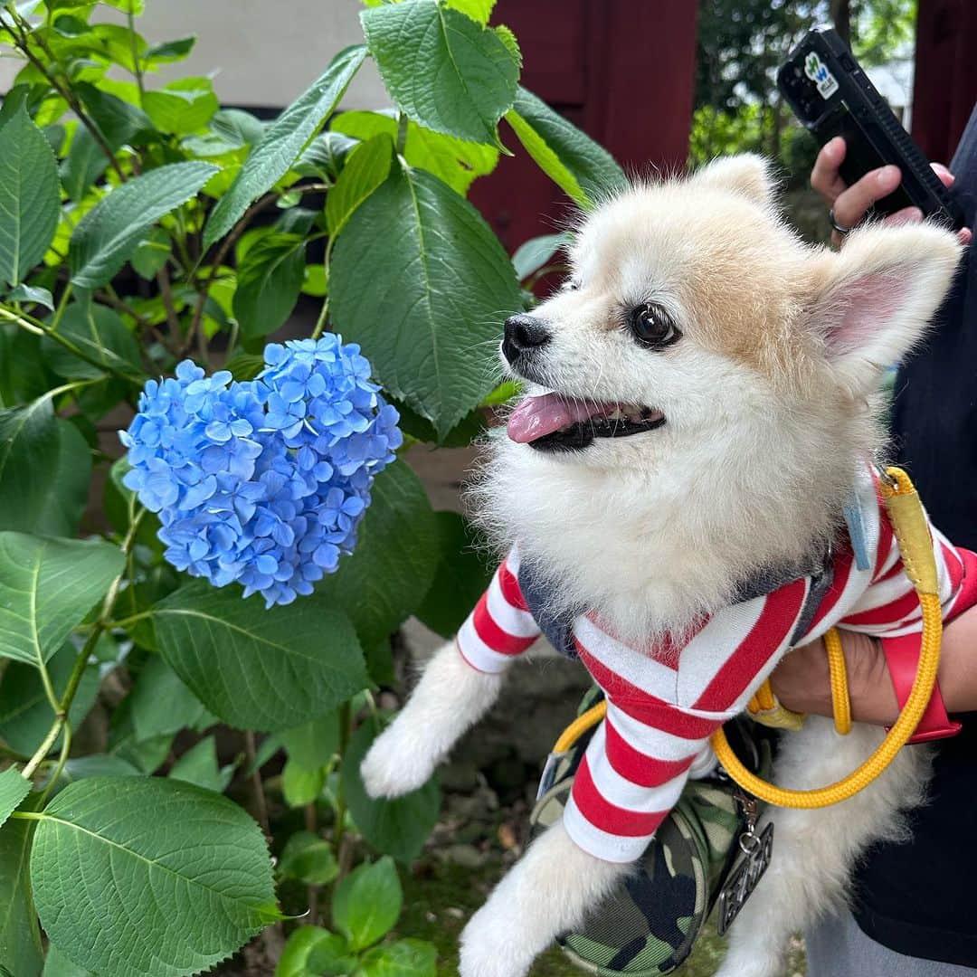 YO!YO!YOSUKEのインスタグラム：「ハートの紫陽花とぽん太  #ポメラニアン #癒し #愛犬 #ペット」