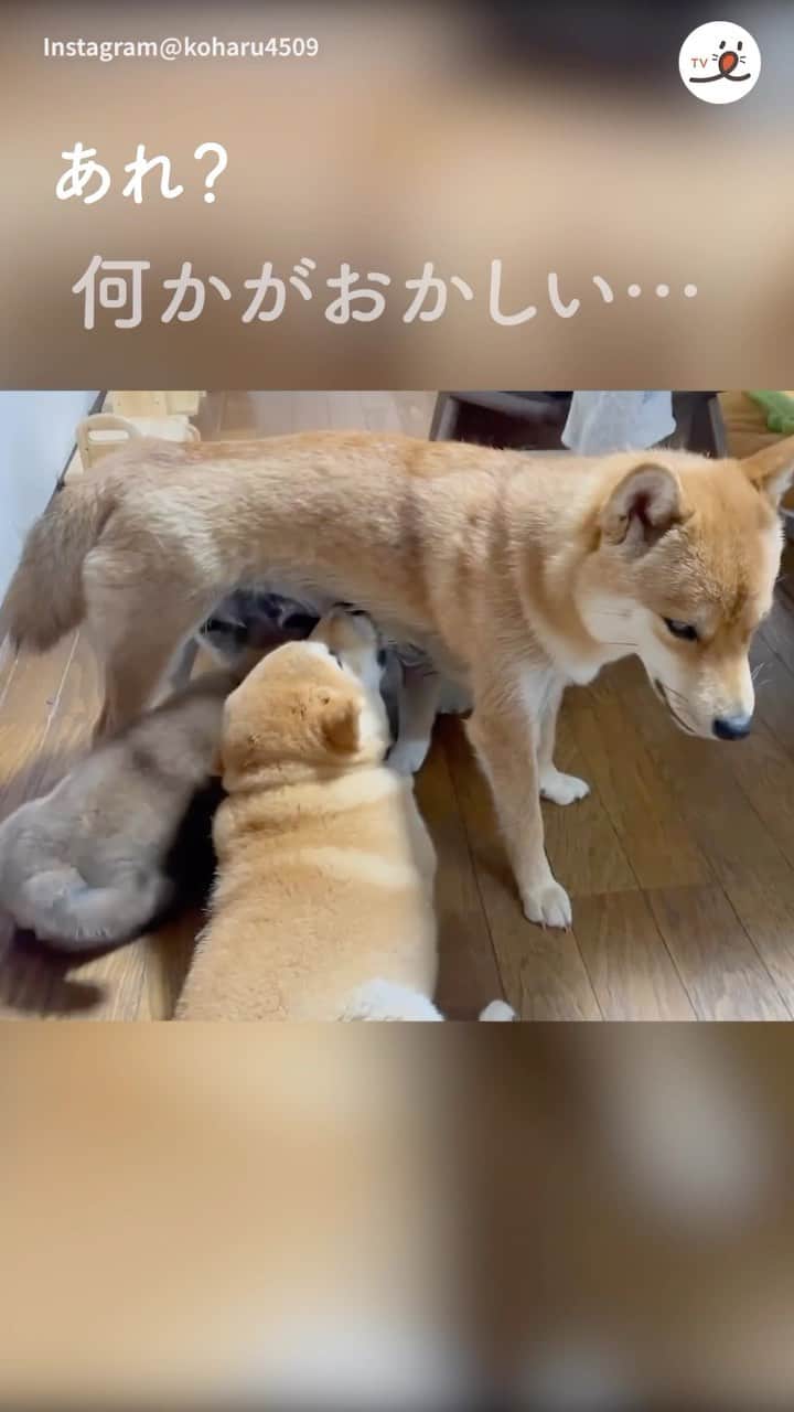 PECO いぬ部のインスタグラム：「「子犬に混ざる、ミルク卒業生🍼」  ㅤㅤ 今回素敵な投稿をしてくださったのは… @koharu4509 さん（虎太郎くん、千春ちゃん） 他にも素敵なお写真がたくさんあるので ぜひ遊びに行ってみてね♪ ㅤㅤ ㅤㅤ ㅤㅤ 〖 #pecoいぬ部（ #ペコねこ部 ） 〗をつけてご投稿いただくと PECOのSNSで楽しくご紹介させていただきます😋 フォロー&コメントお待ちしています✨ ㅤㅤ ㅤㅤ  ============================== @pecodogs（ @pecocats ）☚YouTubeでも可愛いワンコ（ニャンコ）紹介中🐶💕 ==============================  #犬のいる暮らし #犬部 #犬好きな人と繋がりたい #dogstagram #doglover #멍스타그램 #개스타그램 #柴犬 #柴 #shibainu #ミルク卒業生 #親子 #ママ違うよ」