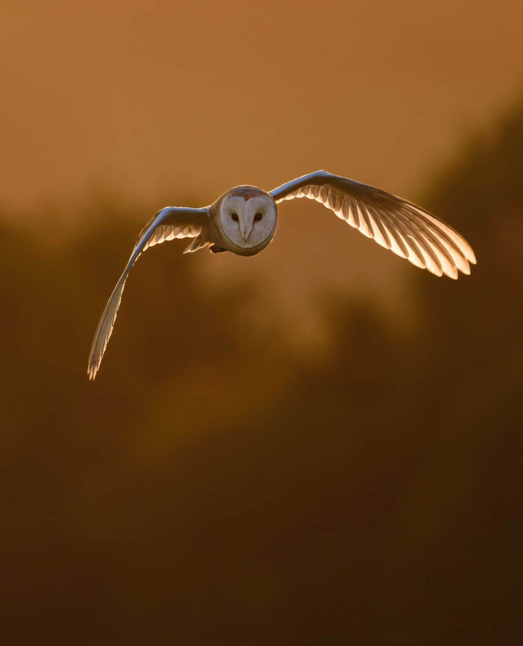 Fujifilm UKのインスタグラム：「Show off your wildlife images for a chance to get pinned to the top of our page until 1st August! 🙌  Simply tag @fujifilmuk and include #repostmyfujifilm and we'll handpick our favourite!   Here's one from @anthonyhurren to get you inspired!  "I positioned myself with a 3D camouflage poncho on in front of a hedge and waited to see if it would take the hunting route I suspected it was using. The light was dropping but perfect for a backlit shot of this beautiful creature.   "I saw it flying along the grass verge, gradually working its way towards me. I had a few seconds of time to capture the moment the owl flew right at me and over my head. Thankfully the X-H2S and 150-600mm lens didn’t let me down - what an incredible experience."  #FUJIFILMXH2S XF150-600mmF5.6-8 R LM OIS WR f/8, ISO 3200, 1/2,500 sec.」