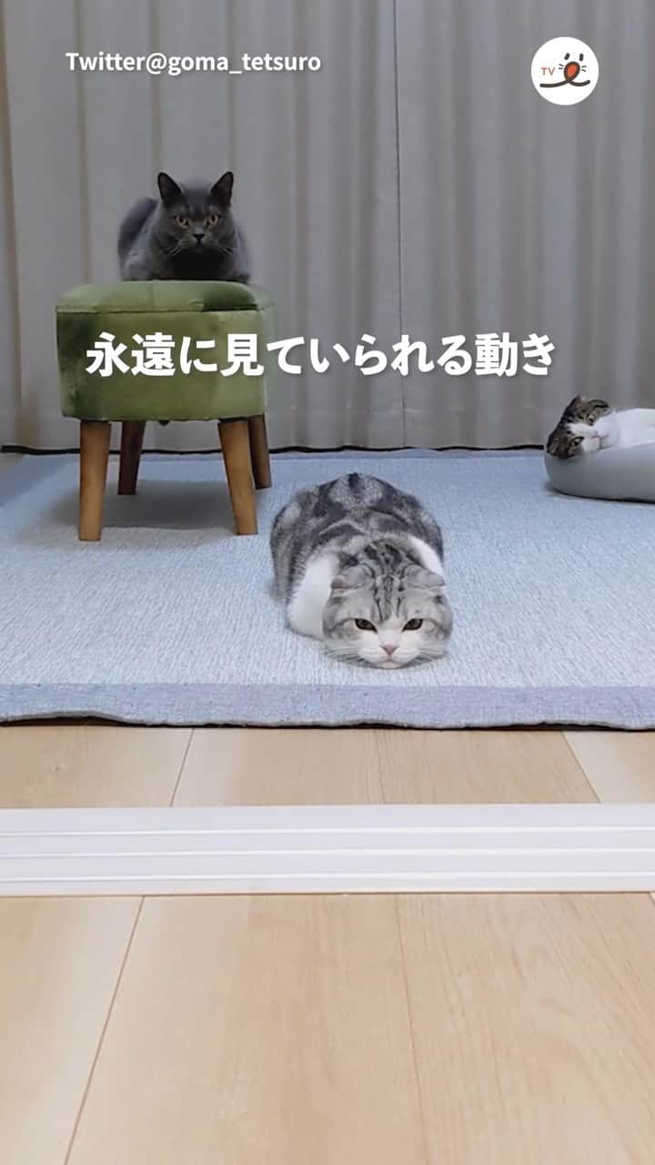 PECOねこ部のインスタグラム