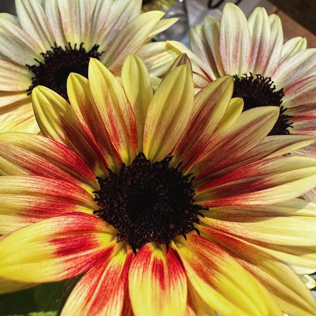 井上ほの花さんのインスタグラム写真 - (井上ほの花Instagram)「🌟🧸  今日は七夕ですねっ！ 皆さんはどんなお願い事をされますか？  #ほの花とお花のツーショット」7月7日 17時04分 - milky_milky0209