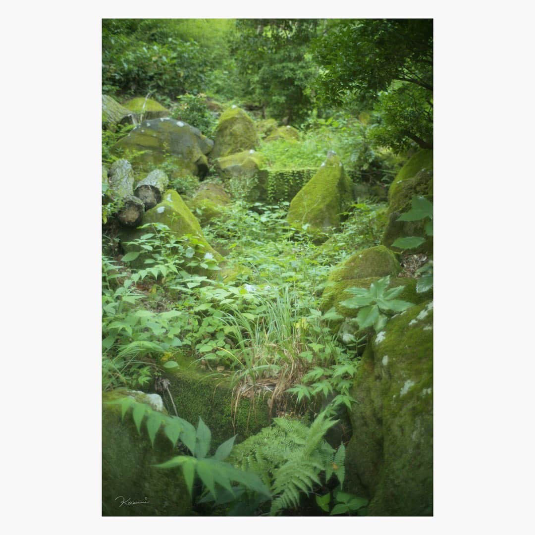 花澄のインスタグラム：「目に緑。  Leica M10-P summilux 35mm f1.4 2nd  #leica#leicam10p#summilux#summilux35#summilux35mm2nd#oldlens#オールドレンズ#tokyo#japan#oldlens_tokyo#花澄#kazumiphotography」