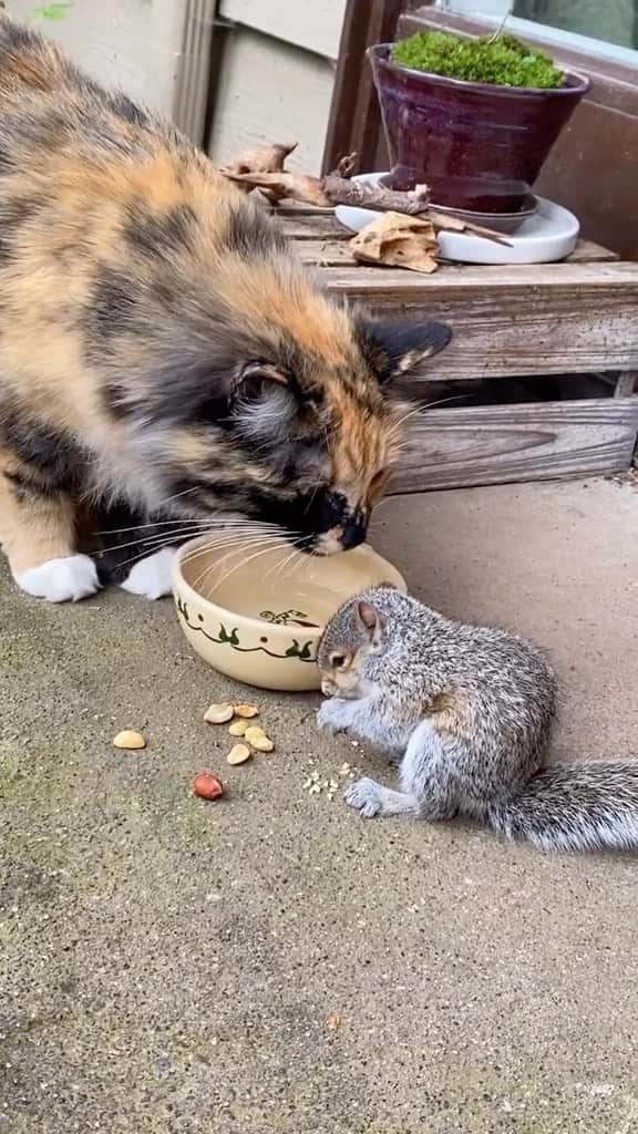 Cute Pets Dogs Catsのインスタグラム