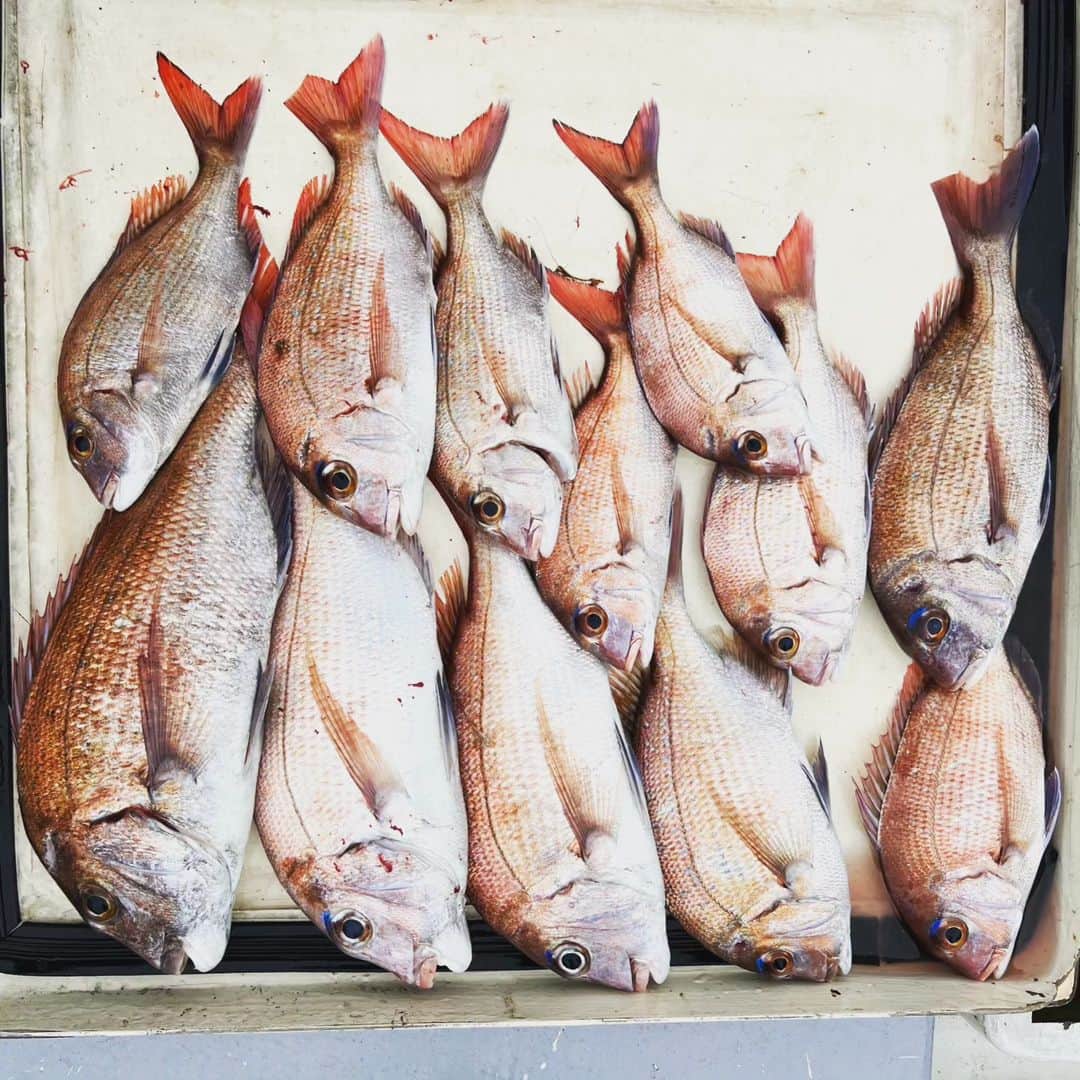 武蔵さんのインスタグラム写真 - (武蔵Instagram)「🎣  鳴門のブランド真鯛釣り遠征。  サイズはそこそこやけど、綺麗でとても美味そうな真鯛が結構釣れました！  #武蔵 #釣り #鯛  #鳴門 #真鯛  #fishing」7月7日 9時29分 - musashi_k1karate