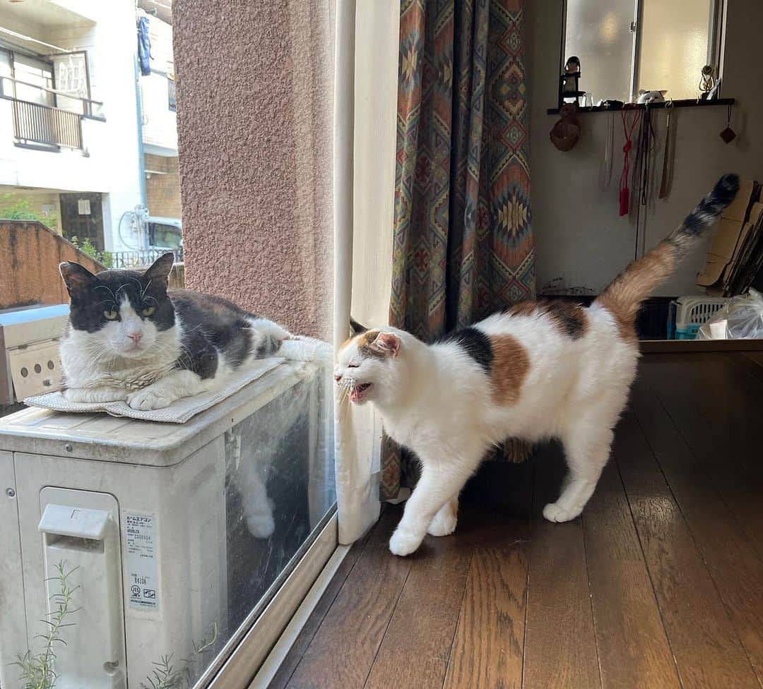 Kachimo Yoshimatsuのインスタグラム：「おはようイカスミ Good Morning Ikasumi 家の中であわせてあげたいものだ。  今日は七夕。  そしてあつい。  #うちの猫ら #ikasumi #mikeko #猫 #ねこ #ニャンスタグラム #にゃんすたぐらむ #ねこのきもち #cat #ネコ #catstagram #ネコ部 http://kachimo.exblog.jp」