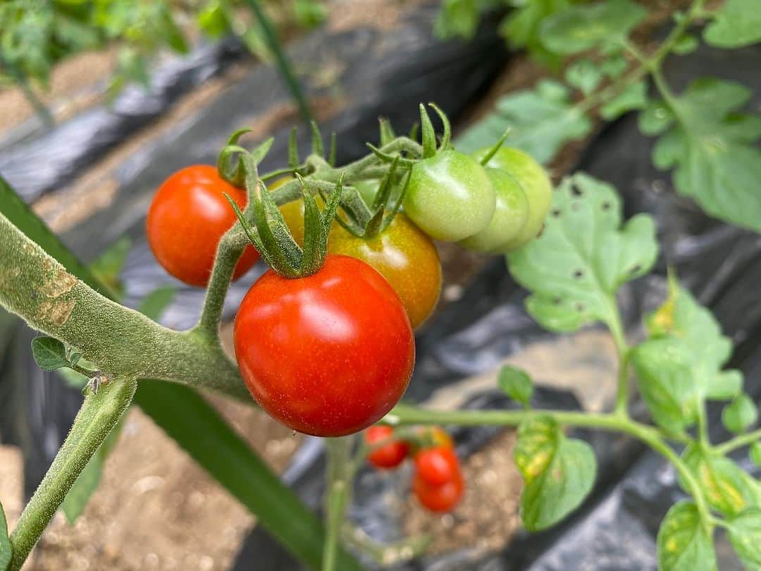 佃井皆美のインスタグラム：「実家の菜園。 トマトとブルーベリー🍅🫐 今年も綺麗になってたよ🙆‍♀️ 生姜も大分伸びてました。 夏野菜が美味しい季節になるよ〜！！ 嬉しい〜！！！  #野菜大好き  #家庭菜園」