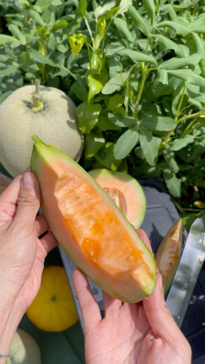 Amata Chittaseneeのインスタグラム：「3 types of melons harvested at Rooftop Garden 🍈 •เมล่อนไอโกะเนื้อส้ม•เมล่อนโมริซังเนื้อเขียว•เมล่อนไข่ทองคำเนื้อส้ม•  ตัดแล้วกินเลยก็จะกรอบๆหน่อย แต่ถ้าบ่มไว้สัก 1 สัปดาห์ เนื้อสัมผัสก็จะนุ่มๆ หวานมากๆ #pearypieskygarden」