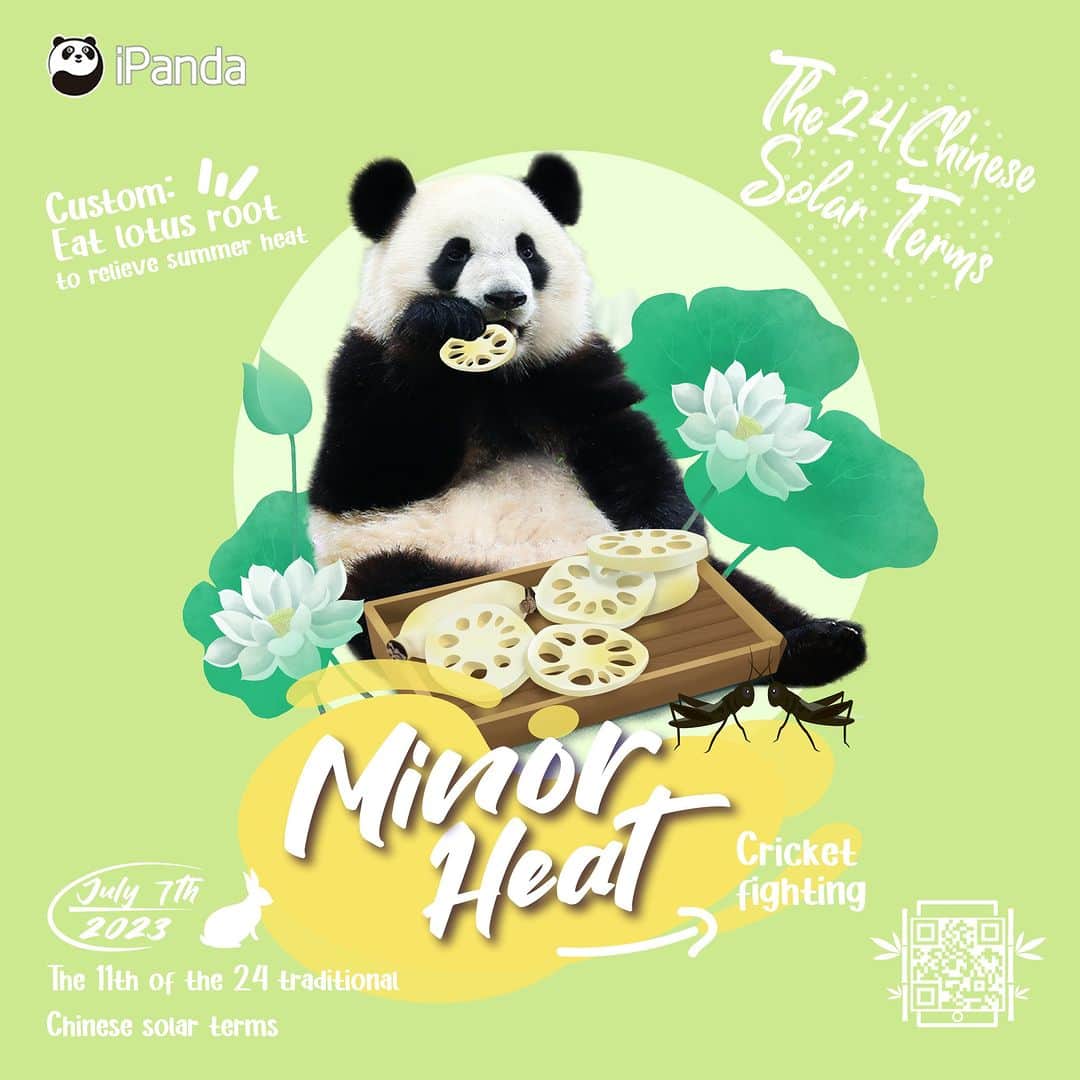 iPandaさんのインスタグラム写真 - (iPandaInstagram)「Minor Heat is the eleventh solar term of a year. The weather has begun to be burning hot, but has not reached the peak of heat. Panda reminds you to have some heat-relieving food while enjoying the sight of lotus flower. 🐼 🐼 🐼 #Panda #iPanda #Cute #PandaPic #ChengduPandaBase #ChineseCulture #24SolarTerms   For more panda information, please check out: http://en.ipanda.com」7月7日 10時12分 - ipandachannel