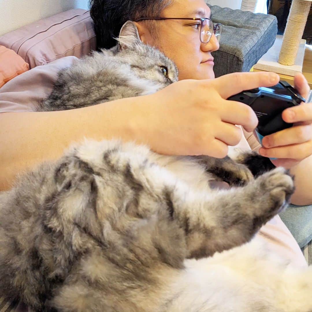 松原真琴のインスタグラム：「ゴーストトリックをやってるミサワさん、見てる猫」