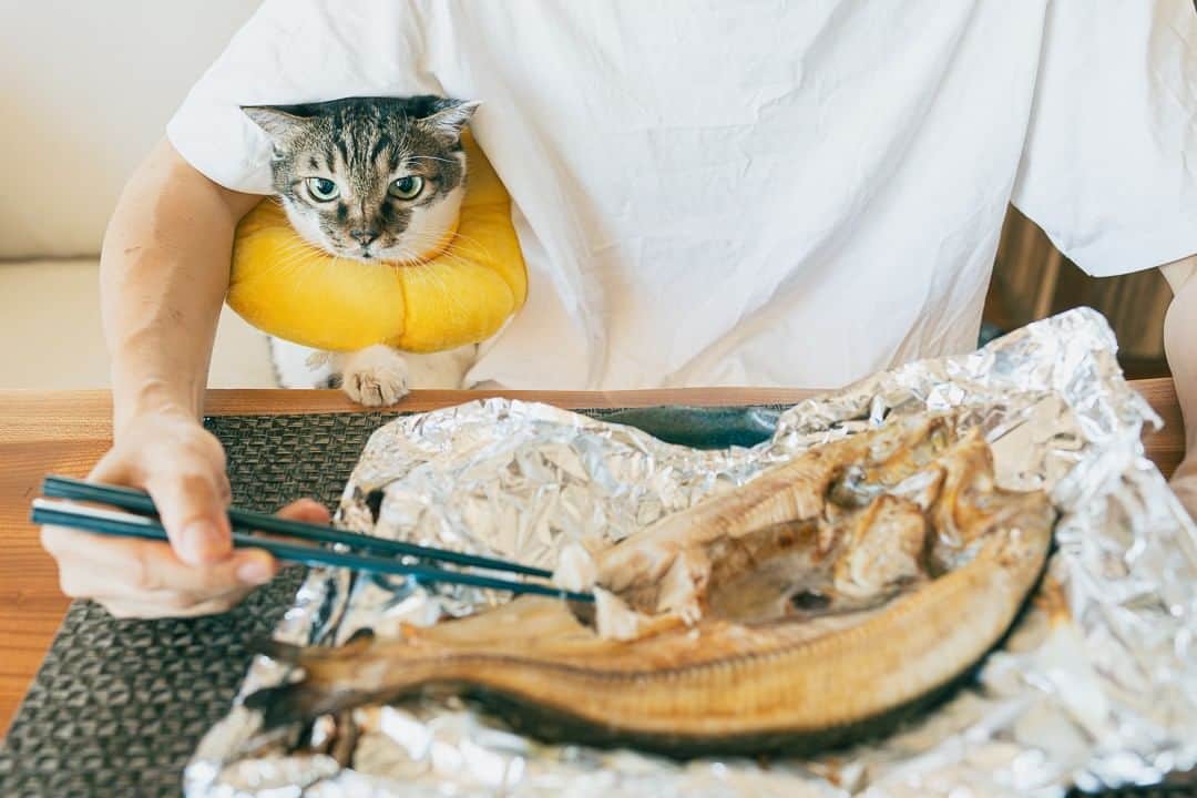 浅野真澄のインスタグラム：「今日の写真：  あっくんの肛門腺が破裂してしまいました。  「なんだかいつもより食欲ないな」と気づいたのは３日ほど前のこと。とはいえ、嘔吐もしなければ下痢でもない。口の中を痛がっているわけでもない。  あっくんは今年の4月に、癲癇の発作を起こしています。はじめてのことだったので私もとてもショックだったのですが、その癲癇発作の引き金になったのが「通院」でした。中一日挟んで通院というスケジュールで、あっくんには相当負担だったらしく、2回目の病院から帰宅した直後、発作を起こしたのです。  年齢を重ねて癲癇になる子もいると医師から説明を受け、以来ストレスがかかる「通院」という選択肢には、慎重になっていました。  今回、かかりつけ医に電話で相談すると「それくらいならしばらく様子を見ましょう」とのこと。とはいえ心配なので、往診の先生にも来てもらい、血液検査をお願いしました。  結果が出るのは１週間後。そのあいだに急変したらどうしよう、と思っていたら。夜になって、あっくんの具合がさらに悪くなってしまったのです。  ぐったりして寝てばかり。なでても喉を鳴らさない。目がつりあがり顔つきが普段とちがう。瞬膜が瞳を覆っている……。結局23時ごろ、夜間診療の病院で診てもらおう、ということになりました。  ところが。いつもお願いしている病院に電話をしたら「いっぱいで診られません」とのこと。ちがう病院を紹介してもらいましたが、そこもいっぱい。次も、次も。その次も。結局８〜10軒くらいかけても見つからず、自宅からはやや遠い病院が、やっと受け入れてくれました。  あっくんの不調の原因は「肛門腺の破裂」。犬特有の症状だとばかり思っていたので、とても驚きました。私にその知識があれば、破裂という結果は避けられたかもしれないのに。  その場で処置してもらい、明け方3時半ごろ帰宅しました。痛みがなくなったのかあっくんは少しずつ元気に。破裂したのは水曜日の夜遅くですが、今朝はもう、ホッケの匂いをくんくん嗅いだり、甘えて呼び鳴きし、ゴロゴロと擦り寄ってきたりと、クッション型のカラーを着けていること以外は、すっかりいつも通りです。  完治までどんな治療をしていくか、またここに書こうと思います。皆さんのお家の猫ちゃんも、どうか気をつけて。  #保護猫 #保護猫との暮らし #保護猫里親 #保護猫部 #catstagram_japan #catoftheday #rescuecats #rescuecatsofinstagram #猫多頭飼い #catstagram #保護猫出身 #猫のいる暮らし #保護猫を家族に #rescuecat」