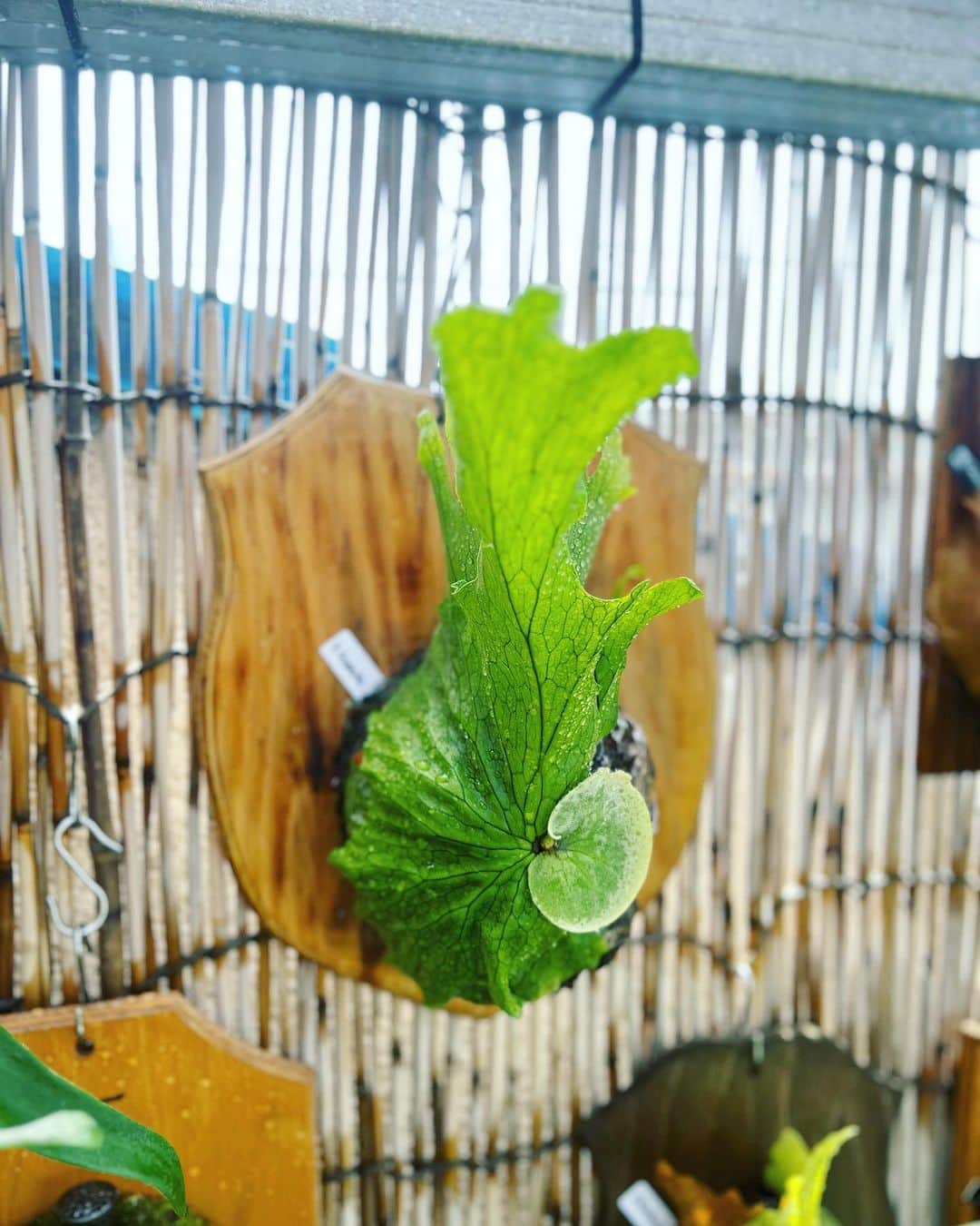のインスタグラム：「右側の葉も出てきましたよ♪ 千葉嬉しい💚」