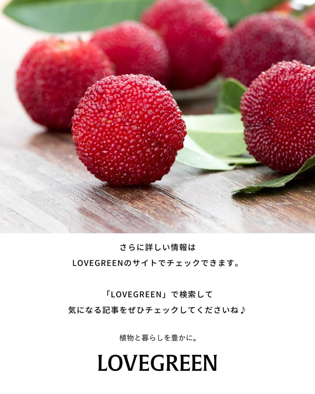 LOVEGREEN -植物と暮らしを豊かに。さんのインスタグラム写真 - (LOVEGREEN -植物と暮らしを豊かに。Instagram)「庭木や街路樹など、身近な場所で見かけるヤマモモ。  初夏にころんとした赤いかわいい実をつけます。実が熟すのは6月下旬～7月。黒ずむぐらいまで熟したヤマモモは、生食でそのままたべても、しみじみ美味しい甘い実です。  たくさん採れたら、ジャムやシロップにするのもおすすめ。かき氷に手作りのヤマモモのシロップをかけて食べるのは、夏の醍醐味です。   #ヤマモモの実 #ヤマモモ染め #ヤマモモの木 #果樹酒 #果樹のある暮らし #庭木の剪定 #植物生活 #植物好きな人と繋がりたい #植物のある暮らし」7月7日 11時34分 - lovegreen_official