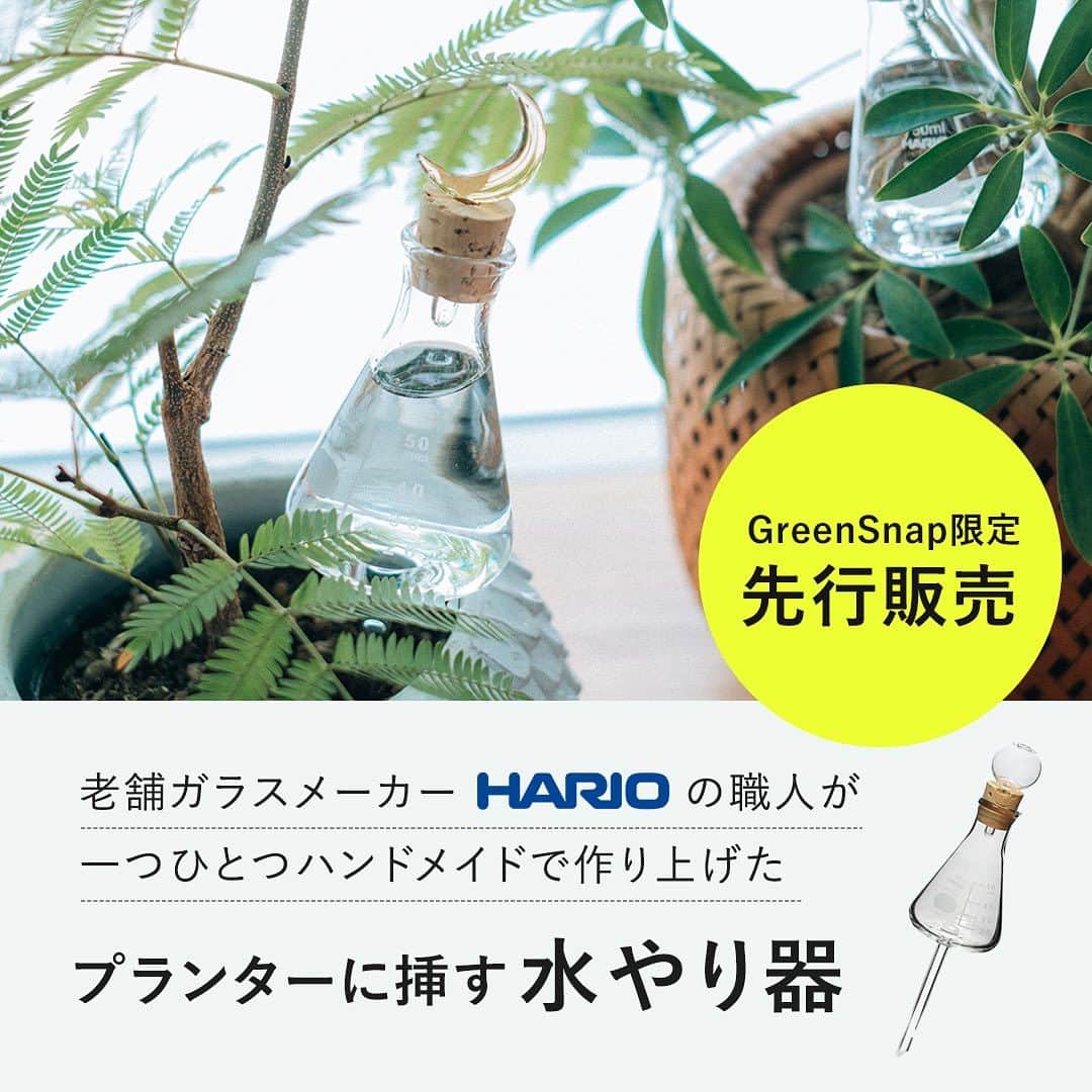 のインスタグラム：「【GreenSnap STORE限定！先行販売】  プランターに挿す水やり器  ※数量限定 7月中旬頃お届け予定  老舗の耐熱ガラスメーカHARIO @harioscienceさんと開発した、この夏オススメの園芸アイテム「自動水やり器」のご紹介。  高い加工技術を持つガラス職人が一つ一つ丁寧に商品を作り上げています。 本体にはプロユースで利用される、三角フラスコを使用し、コルク栓のガラスチャームには、自然モチーフのデザインに使いやすさと遊び心を追求しました。  土に穴を開け、水やり器を挿すとゆるやかに水が落ちます。  (約50mL水を入れることができます)  目盛り付きなので、どれくらい水が減っているか観察できます。  植木鉢の推奨サイズは4～6号です。   こまめに水やりできないときでも、安心してお出掛けすることができます。   植物を大切に育てる方のための新たなマストアイテムです。  商品詳細はハイライトをチェックして下さい。」