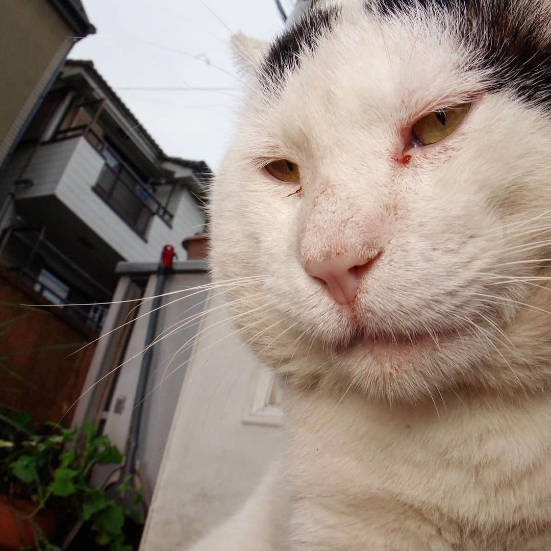 Kachimo Yoshimatsuさんのインスタグラム写真 - (Kachimo YoshimatsuInstagram)「7が付く日は、ナナクロの日｡ Seven Blacks Day Photo:2019.07.07 七夕ですね。  ヨウカンさんが、期間限定でナナクロの身体を借りて帰って来たんだと思ってる｡  #うちの猫ら #nanakuro #ナナクロの日 #猫 #ねこ #ニャンスタグラム #にゃんすたぐらむ #ねこのきもち #cat #ネコ #catstagram #ネコ部 http://kachimo.exblog.jp」7月7日 12時36分 - kachimo