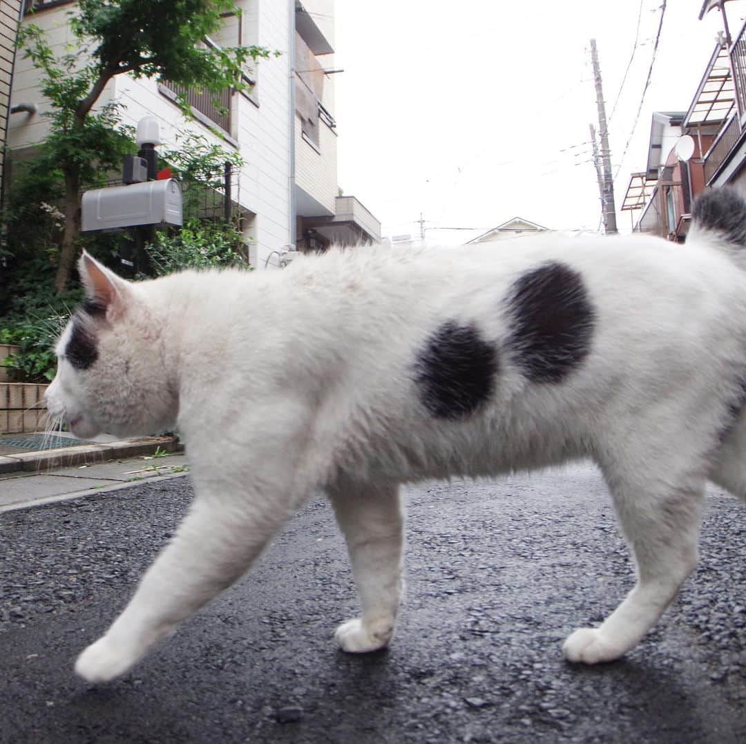 Kachimo Yoshimatsuさんのインスタグラム写真 - (Kachimo YoshimatsuInstagram)「7が付く日は、ナナクロの日｡ Seven Blacks Day Photo:2019.07.07 七夕ですね。  ヨウカンさんが、期間限定でナナクロの身体を借りて帰って来たんだと思ってる｡  #うちの猫ら #nanakuro #ナナクロの日 #猫 #ねこ #ニャンスタグラム #にゃんすたぐらむ #ねこのきもち #cat #ネコ #catstagram #ネコ部 http://kachimo.exblog.jp」7月7日 12時36分 - kachimo