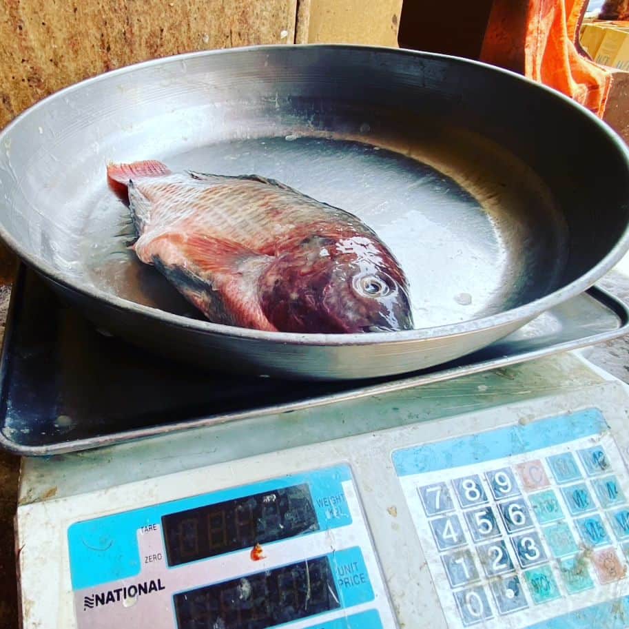 出光仁美さんのインスタグラム写真 - (出光仁美Instagram)「魚が食べたい  #出光仁美 　 #idemitsuhitomi  #演歌歌手 #魚 #fish #異国の地」7月7日 13時25分 - idemitsu_official
