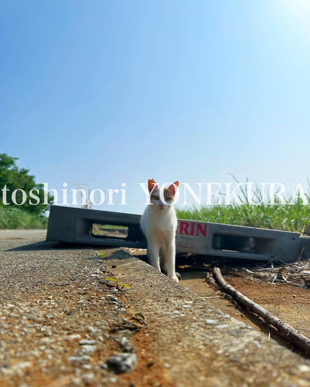 米倉利紀さんのインスタグラム写真 - (米倉利紀Instagram)「猫が教えてくれること  #島暮らし #毎週末どこ行ってるの？ #仕事だよ #また来週？ #そうだね #いってらっしゃい #いってきます」7月7日 14時49分 - toshi_yonekura