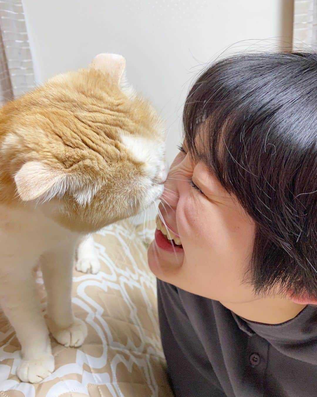 柏木ひなたさんのインスタグラム写真 - (柏木ひなたInstagram)「🐱🌈🐱 ⁡  愛猫 やまとが虹の橋を渡り旅立ちました ⁡ 体が弱く病気がちの子でしたが 12年間最後まで頑張って生きてくれました ⁡ わたしも家族と一緒に見送ることができ 今は虹の橋を渡って 元気に食べて遊びまくってるかな？お友達できたかな？ ⁡ ⁡ 優しい顔してるけどとってもツンデレさんで なのにいつのまにか男前になってたね、やまと ⁡ そらと大喧嘩するたびに止めに入るも 引っ掻かれすぎて何回手や顔に血が出たか！ というか何回喧嘩するのよ！ エビ中メンバーに顔、傷ついてるよ笑って何回言われたか！ お家でご飯食べてる時に食べるラー油を テーブルに落としちゃってそれを取ろうとしたら その隣にちょうど落とした やまのうんちを食べそうにもなったよ！ ⁡ でもさやっぱりかわいくて仕方なかったね ⁡ うちの次男坊よ！家族になってくれて本当にありがとう！ わたしのソロデビューはギリギリ間に合いませんでしたが きっと見守っていてくれていると思います お姉ちゃん頑張るよーーーーーーーーーーー！！！！！ ⁡ わたしも含めさあ？ 見た目に反して意外と弱い子ばっかりだから笑 こた、ぽんちゃん、そらのことも見守っててね🐶🐶🐱 ⁡ あ、CIAOちゅ〜る わたしの顔にいつでも塗りたくっておくから 食べに来ておいでよ？ 本当にお疲れ様ね ⁡ エビ時代から可愛がってくれたみなさん 本当にありがとうございました🌟」7月7日 14時48分 - hinata_official_kashiwagi