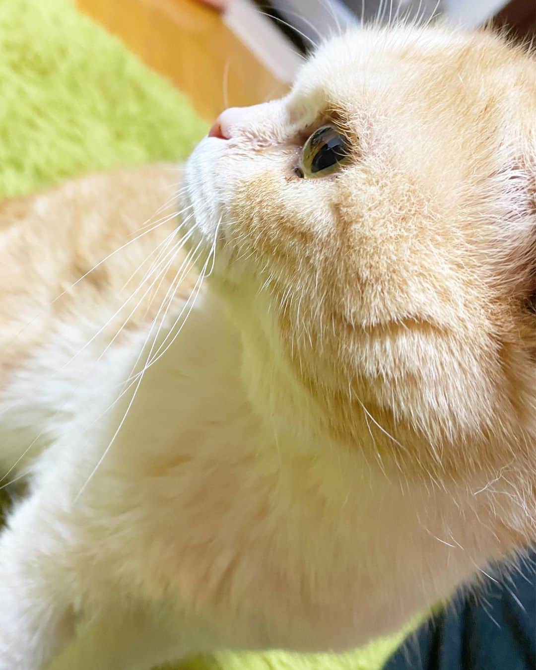 のインスタグラム：「🐱🌈🐱 ⁡  愛猫 やまとが虹の橋を渡り旅立ちました ⁡ 体が弱く病気がちの子でしたが 12年間最後まで頑張って生きてくれました ⁡ わたしも家族と一緒に見送ることができ 今は虹の橋を渡って 元気に食べて遊びまくってるかな？お友達できたかな？ ⁡ ⁡ 優しい顔してるけどとってもツンデレさんで なのにいつのまにか男前になってたね、やまと ⁡ そらと大喧嘩するたびに止めに入るも 引っ掻かれすぎて何回手や顔に血が出たか！ というか何回喧嘩するのよ！ エビ中メンバーに顔、傷ついてるよ笑って何回言われたか！ お家でご飯食べてる時に食べるラー油を テーブルに落としちゃってそれを取ろうとしたら その隣にちょうど落とした やまのうんちを食べそうにもなったよ！ ⁡ でもさやっぱりかわいくて仕方なかったね ⁡ うちの次男坊よ！家族になってくれて本当にありがとう！ わたしのソロデビューはギリギリ間に合いませんでしたが きっと見守っていてくれていると思います お姉ちゃん頑張るよーーーーーーーーーーー！！！！！ ⁡ わたしも含めさあ？ 見た目に反して意外と弱い子ばっかりだから笑 こた、ぽんちゃん、そらのことも見守っててね🐶🐶🐱 ⁡ あ、CIAOちゅ〜る わたしの顔にいつでも塗りたくっておくから 食べに来ておいでよ？ 本当にお疲れ様ね ⁡ エビ時代から可愛がってくれたみなさん 本当にありがとうございました🌟」