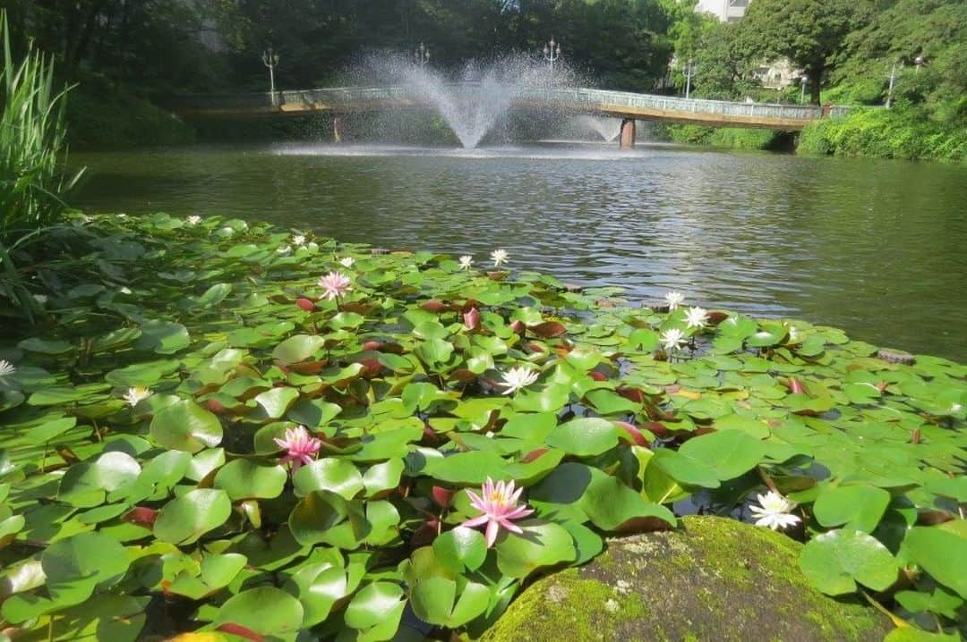 Soka Universityのインスタグラム：「Campus Seasonal Photos July① Nature photos of the campus. #discoversoka #sodaigram #sodaipictures #sokauniversity #創価大学 #hachioji #八王子 #tokyo #東京 #campus #キャンパス #university #大学 #students #学生 #nature #自然 #June #文月 #summer #夏 #fourseasons #四季 #environment #環境」