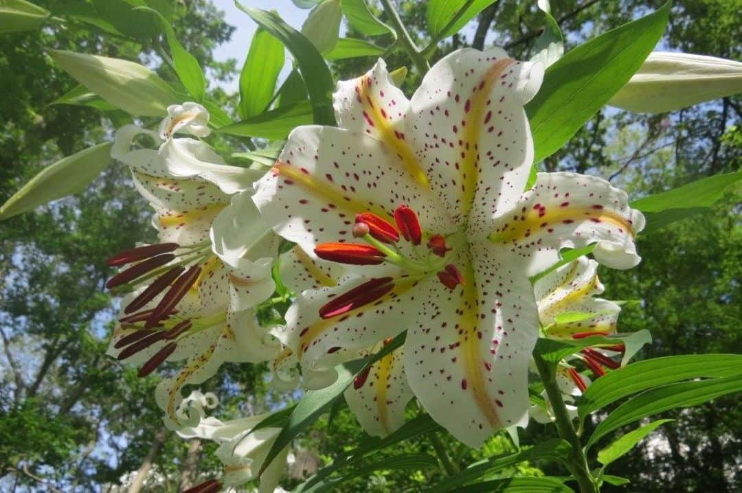 Soka Universityのインスタグラム：「Campus Seasonal Photos July① Nature photos of the campus. #discoversoka #sodaigram #sodaipictures #sokauniversity #創価大学 #hachioji #八王子 #tokyo #東京 #campus #キャンパス #university #大学 #students #学生 #nature #自然 #June #文月 #summer #夏 #fourseasons #四季 #environment #環境」