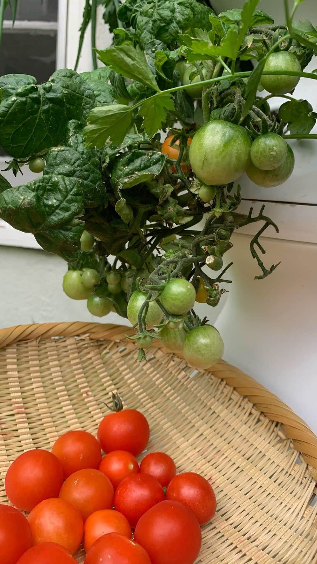 ズーイー・デシャネルのインスタグラム：「When your whole personality revolves around tomatoes. 👀 🍅 Who else loves tomato season as much as we do?!⁠ ⁠ #LettuceGrow⁠ ⁠ ⁠ ⁠ ⁠ ⁠ ⁠ ⁠ ⁠ #healthyeating #veggielover #farmstand #hydroponicgardening #hydroponicfarming #gardenharvest #hydroponicfarmer #growyourownfood #hydroponicfarmstand #lettucegrowfarmstand #farmstandnook #newgirl #newgirltomatoes #tomatoseason」