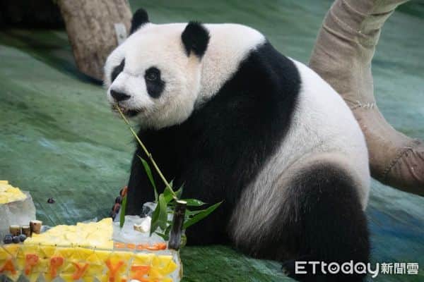 iPandaさんのインスタグラム写真 - (iPandaInstagram)「Giant panda Yuan Zai born in Taipei Zoo celebrated her 10th birthday on July 6. Accompanied by the birthday song, Yuan Zai first sniffed the ice cake specially made for her. She accidentally pushed the cake to the ground, and then quickly picked it up to eat. Her cute reaction raised constant laughter from the panda lovers. (Photo credit: Taipei Zoo 臺北市立動物園; special thank to ETtoday新聞雲) 🐼 🐼 🐼 #Panda #iPanda #Cute #PandaNews #CCRCGP #WeAreFamily #PandaPic #FriendshipMessenger  For more panda information, please check out: http://en.ipanda.com」7月7日 19時30分 - ipandachannel