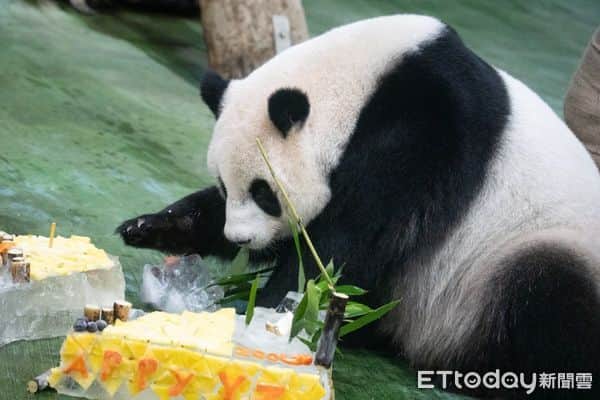 iPandaさんのインスタグラム写真 - (iPandaInstagram)「Giant panda Yuan Zai born in Taipei Zoo celebrated her 10th birthday on July 6. Accompanied by the birthday song, Yuan Zai first sniffed the ice cake specially made for her. She accidentally pushed the cake to the ground, and then quickly picked it up to eat. Her cute reaction raised constant laughter from the panda lovers. (Photo credit: Taipei Zoo 臺北市立動物園; special thank to ETtoday新聞雲) 🐼 🐼 🐼 #Panda #iPanda #Cute #PandaNews #CCRCGP #WeAreFamily #PandaPic #FriendshipMessenger  For more panda information, please check out: http://en.ipanda.com」7月7日 19時30分 - ipandachannel