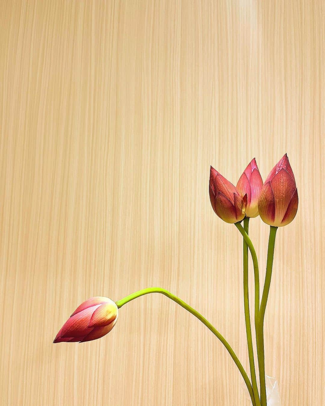 中村優花さんのインスタグラム写真 - (中村優花Instagram)「蓮をいただきました！🪷  ありがとうございます！」7月7日 19時50分 - kind___flowers