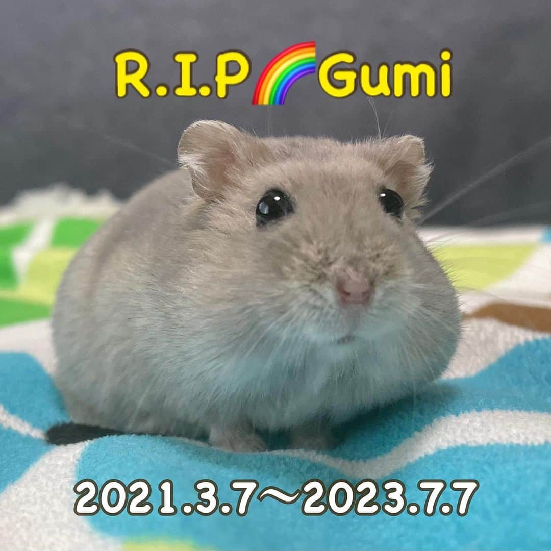 hamster_mocoさんのインスタグラム写真 - (hamster_mocoInstagram)「R.I.P🌈Gumi🐹 2021.3.7～2023.7.7 ※2枚目はグーちゃんの亡骸が写っています。苦手な方はスルーしてください。  七夕の本日、グーちゃんがお空に旅立ちました。2歳4ヶ月を迎えたばかりでした🥲🐹🌈  昨日まで元気に走り回り、よく寝て、置いてあった餌や野菜もしっかり食べてあったのに😣  グーちゃんが昨日まで元気に走り回っていたケージやお庭を見るのが辛くて、すぐにケージやお庭を片付けました🙌🏼💦 今まで沢山のハムちゃんを見送ってきたけど、こんなに早くケージを片付けたのは初めて。まだグーちゃんが居なくなった事を受け入れたくなくて現実逃避しているのかも😭ぅぅぅ  これまでグーちゃんを可愛がって下さったフォロワーの皆さまに見守られて、グーちゃんはとっても幸せなハムちゃんだったと思います☺️これまで本当にありがとうございました🙏  これからもパルくん、そして生前のグーちゃんやお空の子達の写真や動画をアップしていきますので時々見に来て癒されてくれると嬉しいです😌🍀 2023.7.7(七夕🎋) ✼••┈┈••✼••┈┈••✼••┈┈••✼••┈┈••✼  #ハムスターグミ#ハムスター#ジャンガリアンハムスター#ジャンガリアン#ブルーサファイア#ブルーサファイアハムスター#ジャンガリアンブルーサファイア#ふわもこ部 #モフモフ#ペット#ハムスタグラム#ハムスターベビー #hamster#djungarian#hamstagram#hammy#happy_pets#PET_OF_OUR_WORLD#igersjp#ig_japan#instapet#weeklyfluff#kawaii#cute#仓鼠#정글리안#햄스터#9gag」7月7日 20時04分 - asahi.fl