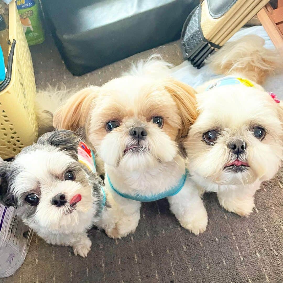 ?????HANA?????のインスタグラム：「🐶🐶🐶 たまにはスリーショットザマス〜🐶🐶🐶❤️」