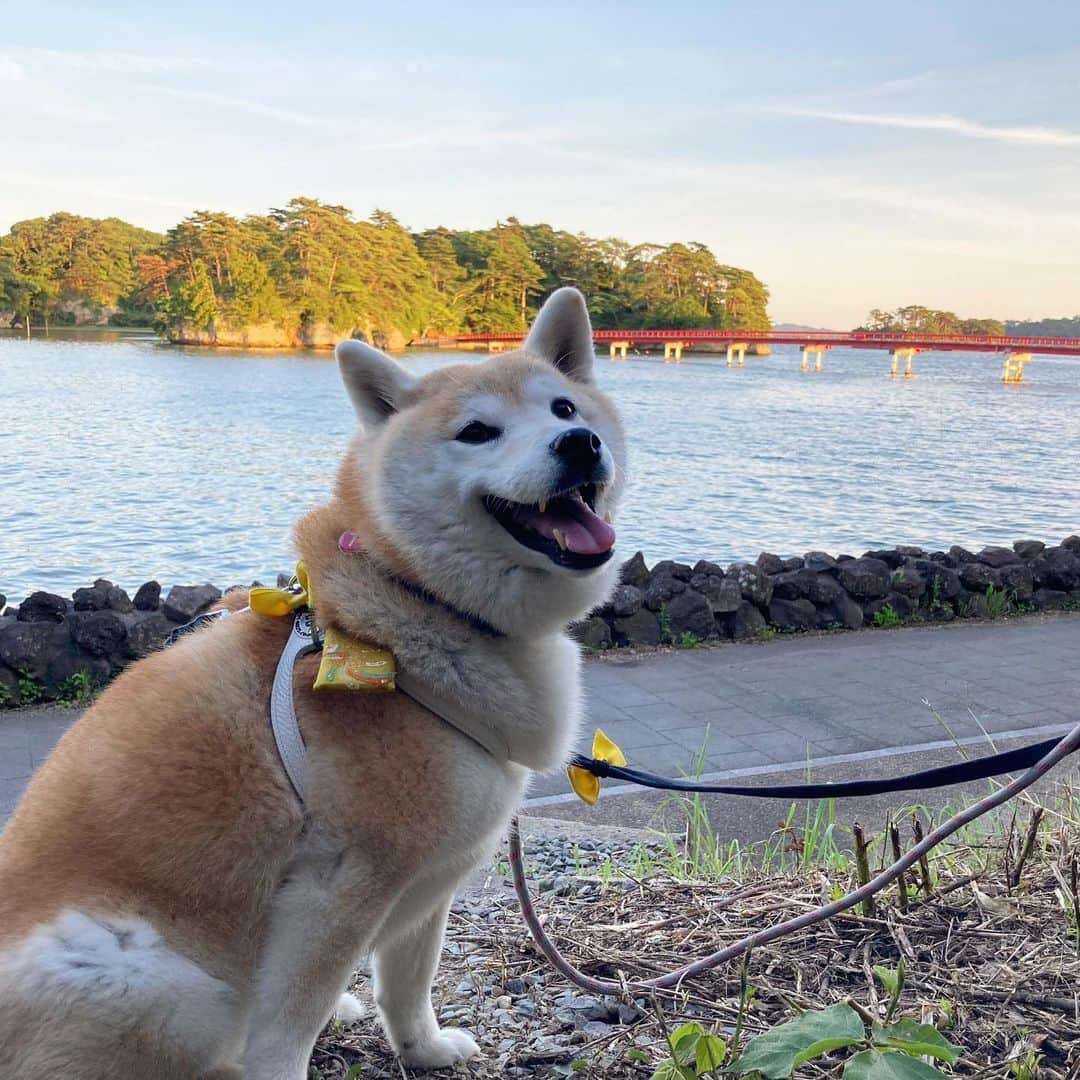 てんパパさんのインスタグラム写真 - (てんパパInstagram)「東へ。 仙台を越えて、松島で一泊。 松島の海が見える宿に泊まり、牡蠣や牛タンに舌鼓を打ち、 夕方は福浦橋、朝は五大堂、海辺を散策、それで松島満足しちゃいました。 #瞬間移動犬  #松島 #松島センチュリーホテル #福浦橋 #五大堂 #ママとてん  #てんこのふるさと旅 #番外編」7月7日 20時47分 - tenchan.shiba