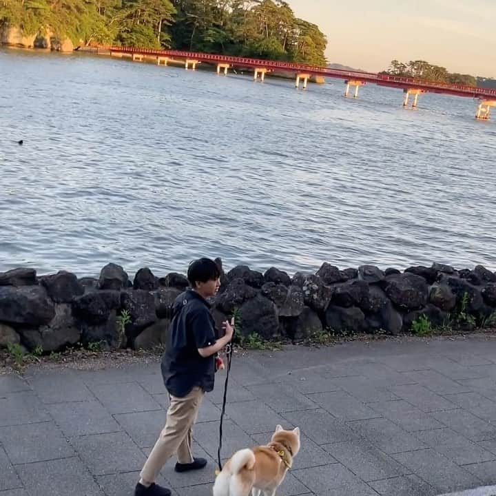 てんパパのインスタグラム：「東へ。 仙台を越えて、松島で一泊。 松島の海が見える宿に泊まり、牡蠣や牛タンに舌鼓を打ち、 夕方は福浦橋、朝は五大堂、海辺を散策、それで松島満足しちゃいました。 #瞬間移動犬  #松島 #松島センチュリーホテル #福浦橋 #五大堂 #ママとてん  #てんこのふるさと旅 #番外編」