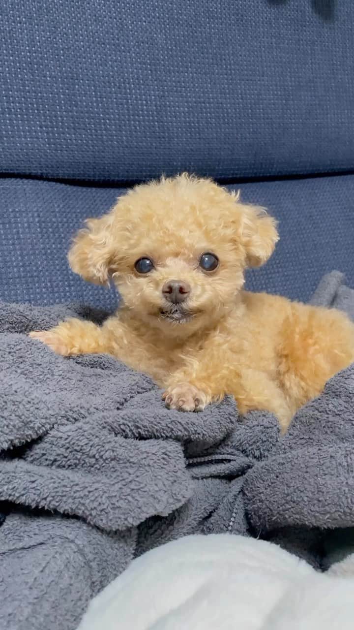ふわのインスタグラム：「ふわ〜♡ 呼んでみた。  #toypoodle#toypoodlegram#dogsofinstagram#instadog#doglover#doglife#cutedog#cawaii#イラストレーター dog#fuwamama#ふわもこのふわ#ふわ#トイプードル#ふわもこ部#犬バカ部#親バカ部#犬のいる暮らし#いぬすたぐらむ#かわいい」