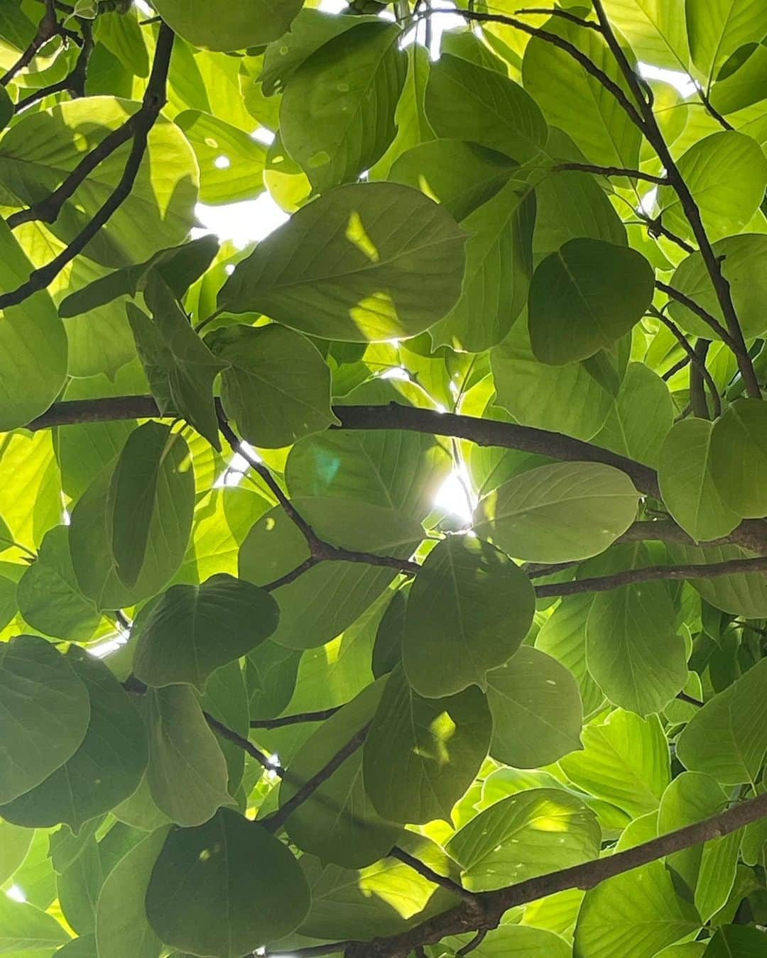 イ・ハナのインスタグラム：「summer🍋」