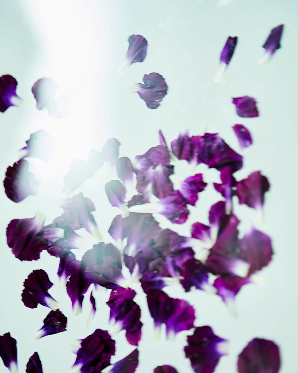 planticaのインスタグラム：「. Floral Pattern / Aurora Series / Common Mallow 薄紅葵  ぼんやりと空中に現れて揺らめく「Aurora」シリーズ。美しい薄光に照らされるハーブが放つ色彩と質感が、自然と気持ちが和らぎ清々しいリラックス感を感じさせてくれる図案です。  --- Floral Pattern Collection by plantica プランティカ花柄図案集  #plantica #プランティカ  ---  #プランティカ花柄図案集 #floralpattern #フラワーアート #ハーブ #バラ #レモングラス #マリーゴールド #ウスベニアオイ」