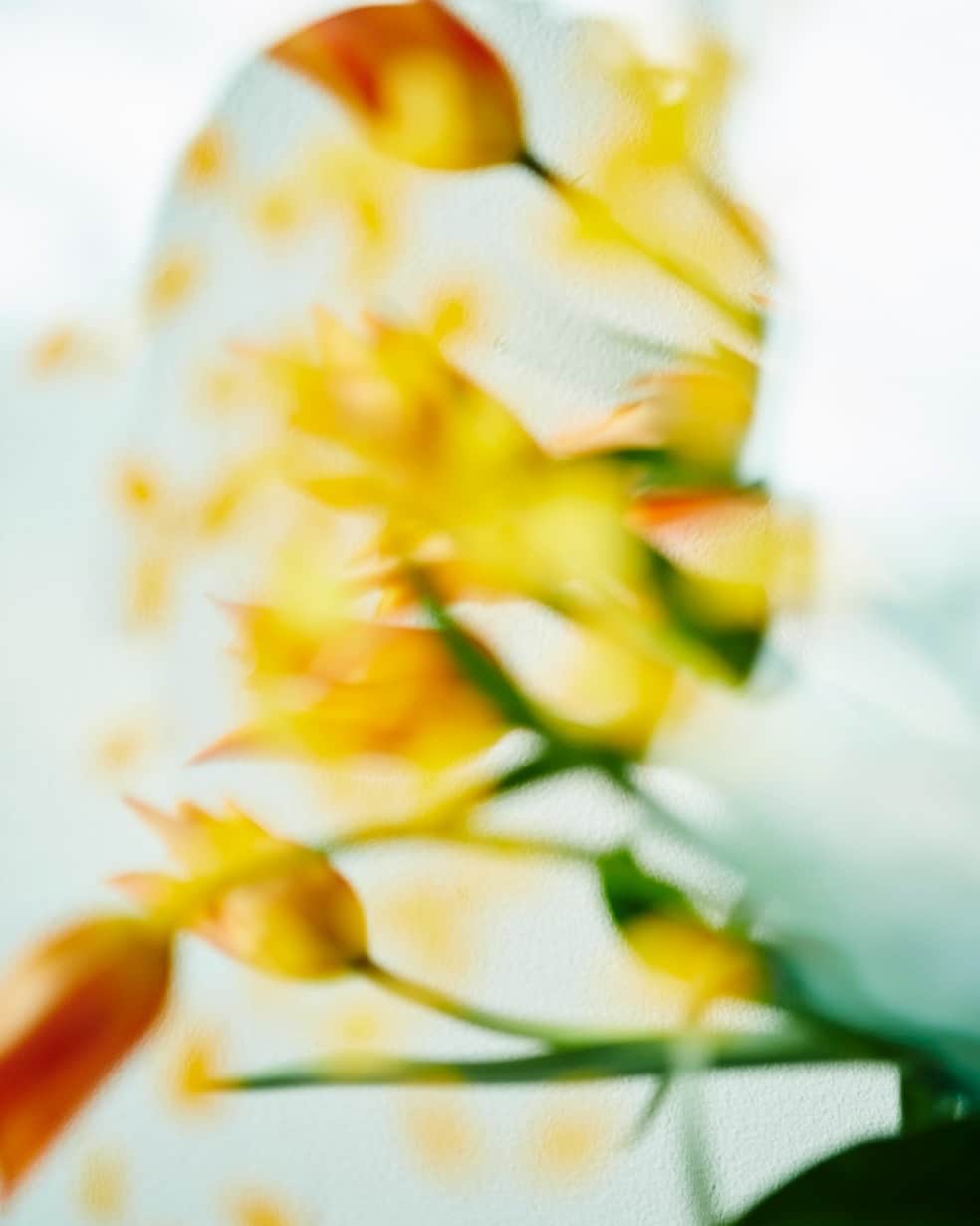 planticaのインスタグラム：「. Floral Pattern / Aurora Series / Marigold 金盞花  ぼんやりと空中に現れて揺らめく「Aurora」シリーズ。美しい薄光に照らされるハーブが放つ色彩と質感が、自然と気持ちが和らぎ清々しいリラックス感を感じさせてくれる図案です。  --- Floral Pattern Collection by plantica プランティカ花柄図案集  #plantica #プランティカ  ---  #プランティカ花柄図案集 #floralpattern #フラワーアート #ハーブ #バラ #レモングラス #マリーゴールド #ウスベニアオイ」