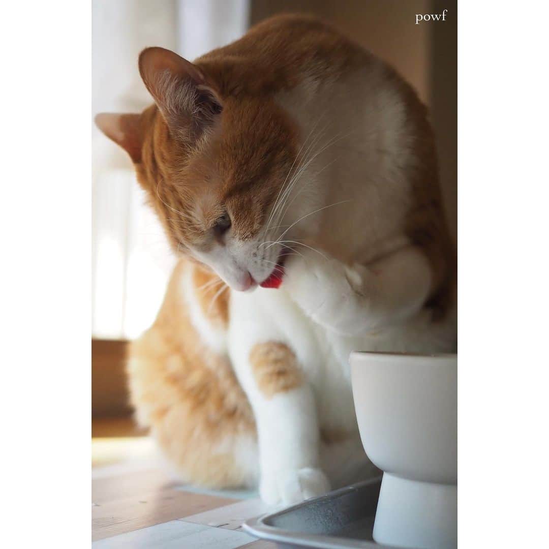 anemone_69のインスタグラム：「🐈 . #ハカセとキョウジュ #茶トラ白 #茶白 #cat #猫 #保護猫 . . .」