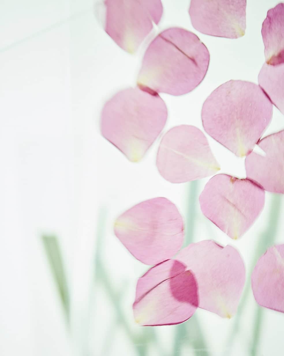 planticaのインスタグラム：「. Floral Pattern / Aurora Series / Rose 薔薇  ぼんやりと空中に現れて揺らめく「Aurora」シリーズ。美しい薄光に照らされるハーブが放つ色彩と質感が、自然と気持ちが和らぎ清々しいリラックス感を感じさせてくれる図案です。  --- Floral Pattern Collection by plantica プランティカ花柄図案集  #plantica #プランティカ  ---  #プランティカ花柄図案集 #floralpattern #フラワーアート #ハーブ #バラ #レモングラス #マリーゴールド #ウスベニアオイ」